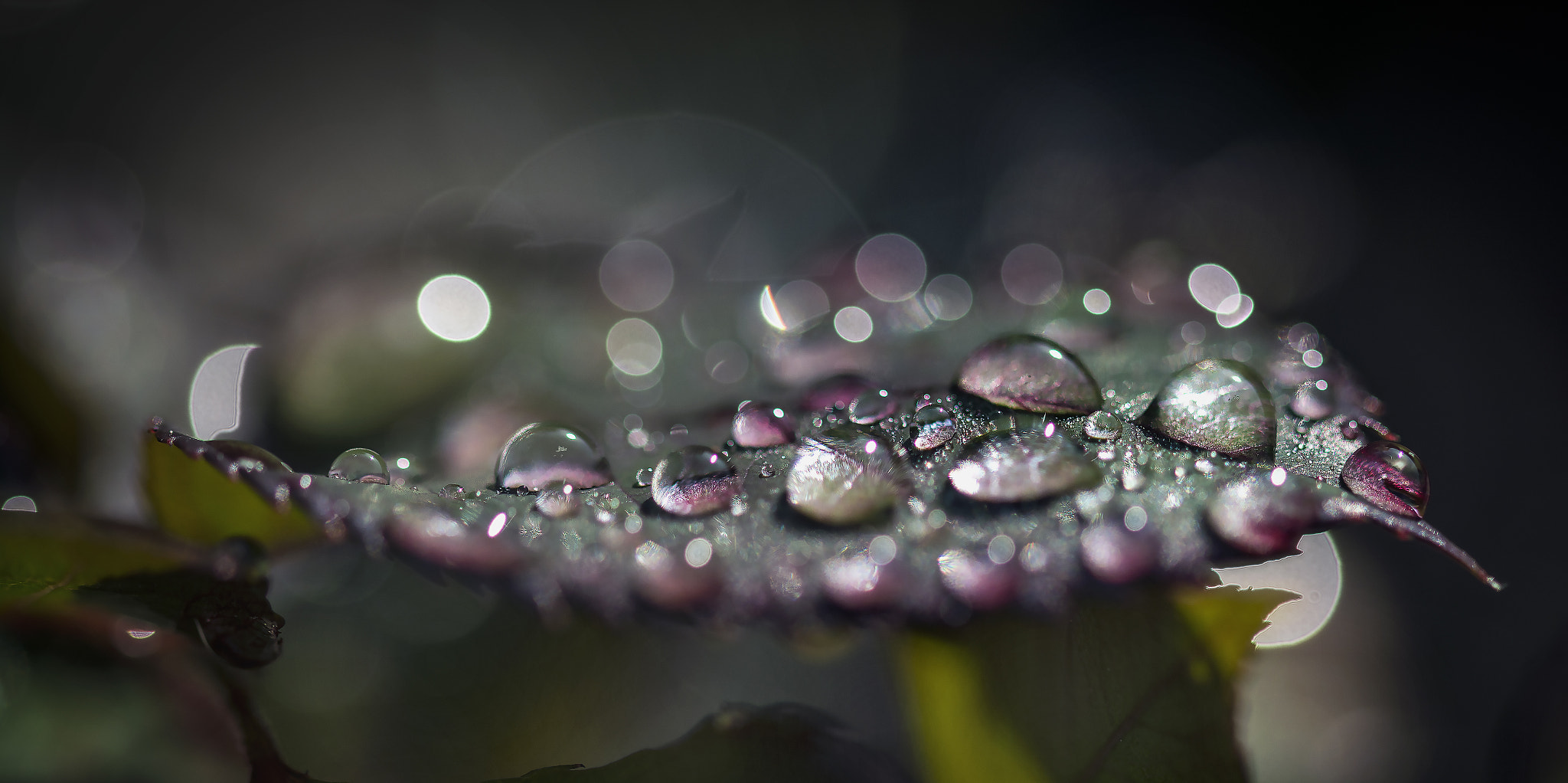 Sigma 105mm F2.8 EX DG OS HSM sample photo. Raindrops and bokeh 4 photography