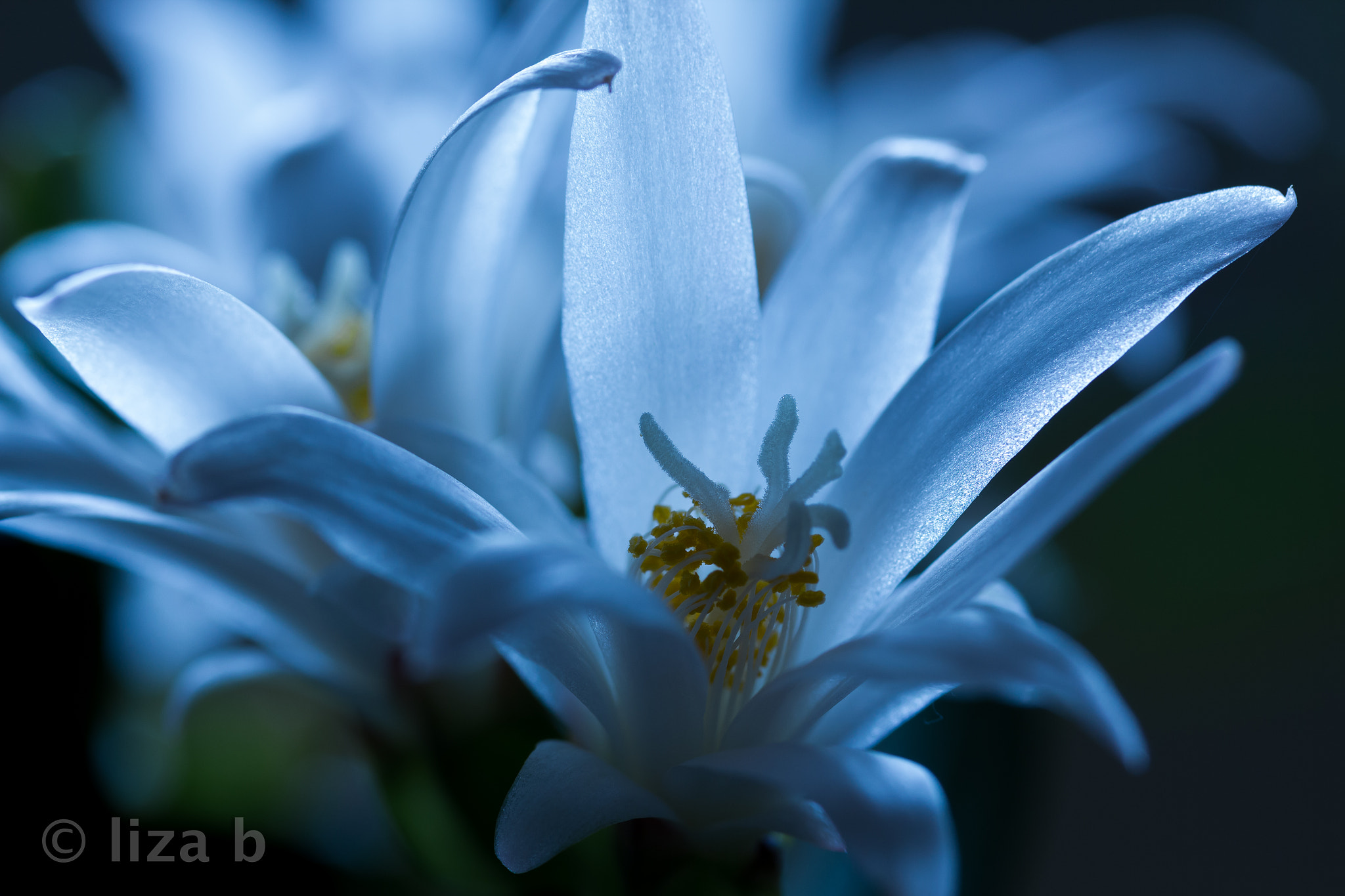 Canon EF-S 60mm F2.8 Macro USM sample photo. Cactus and bloom photography
