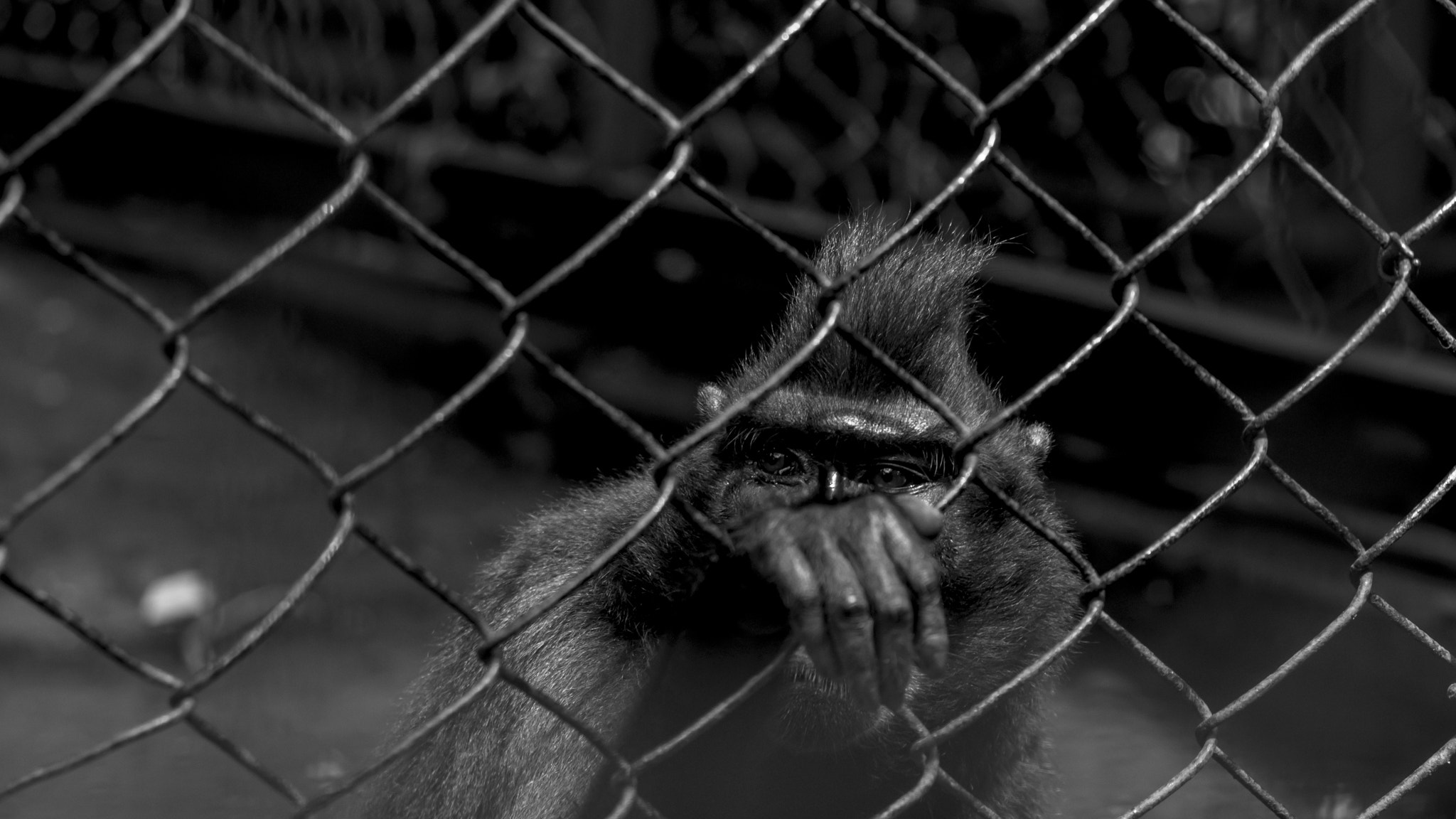 Canon EF-S 55-250mm F4-5.6 IS sample photo. Macaca nigra photography