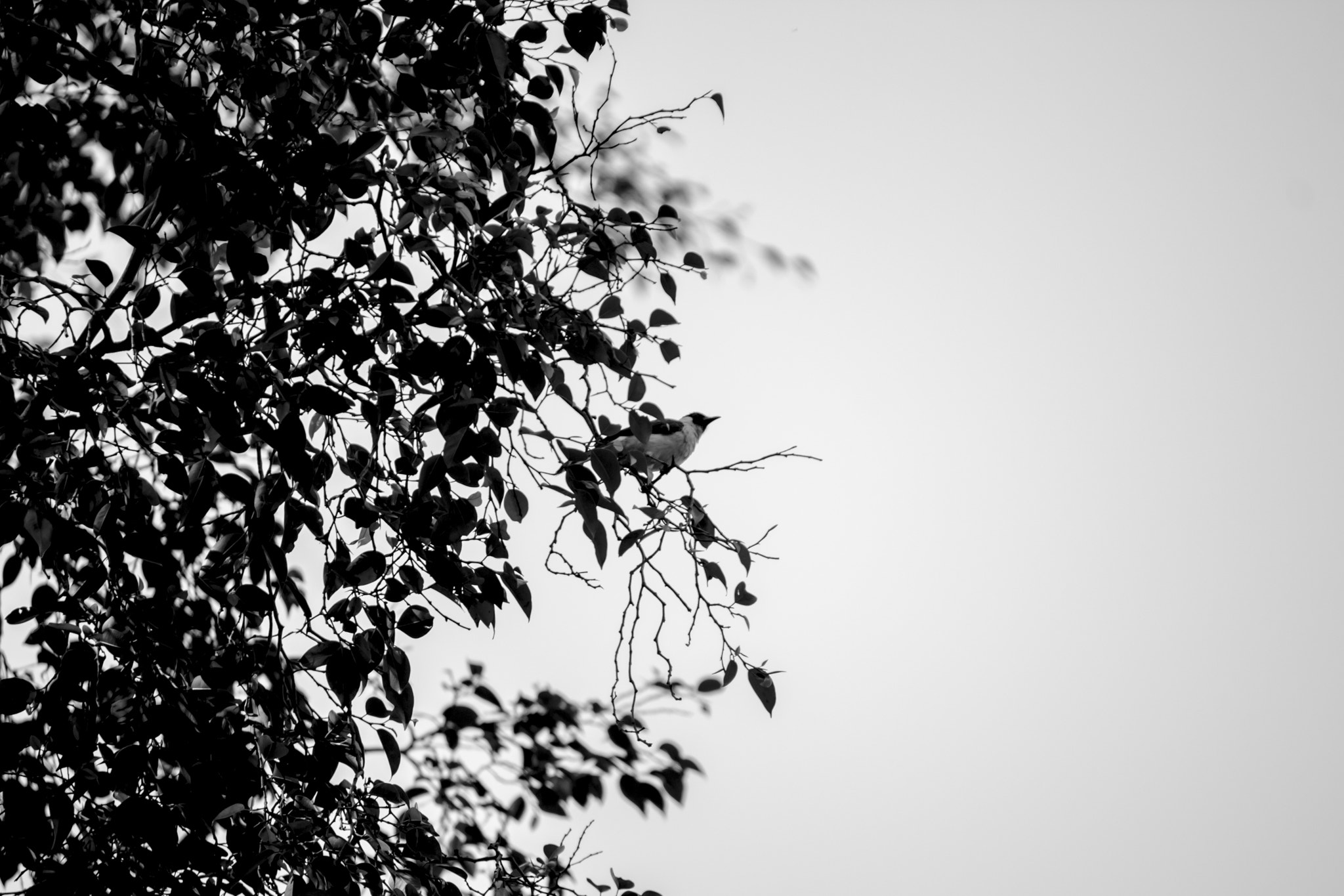 Canon EF-S 55-250mm F4-5.6 IS sample photo. Passeridae photography