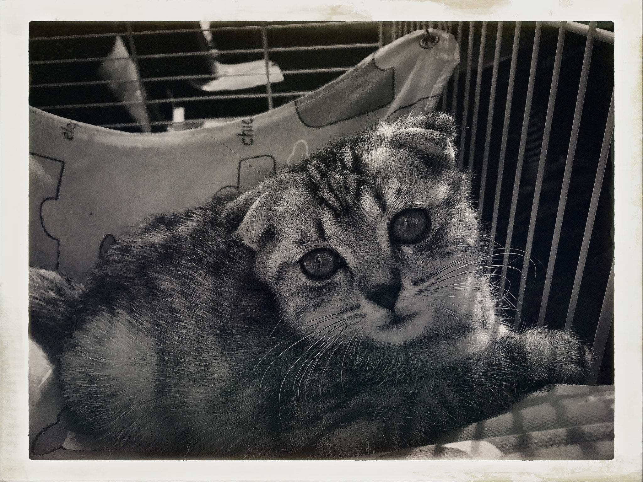 Hipstamatic 332 sample photo. Kitty photography