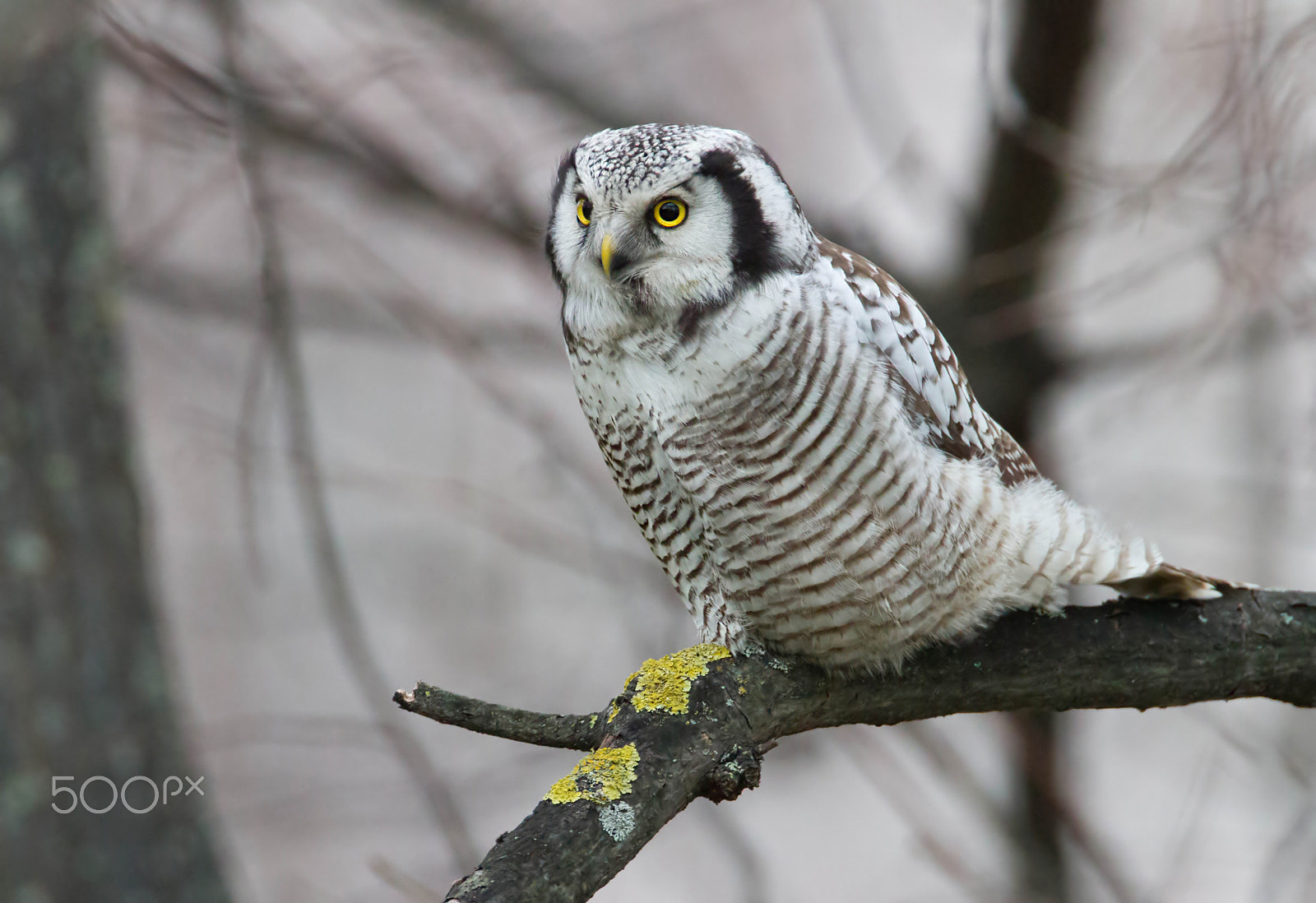 Canon EF 500mm F4L IS USM sample photo. Northern hawk owl photography
