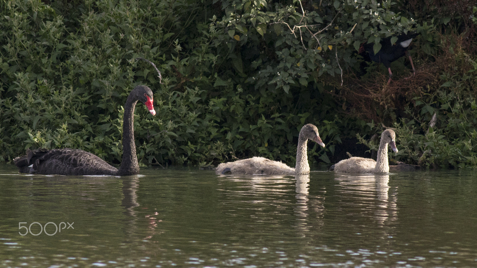 Canon EOS 80D + Canon EF 400mm F5.6L USM sample photo. Swan and goslings photography