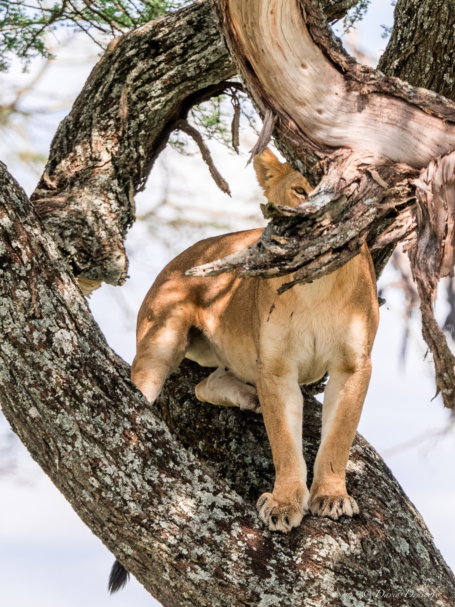 Olympus OM-D E-M5 II sample photo. Eye of the ...lion photography