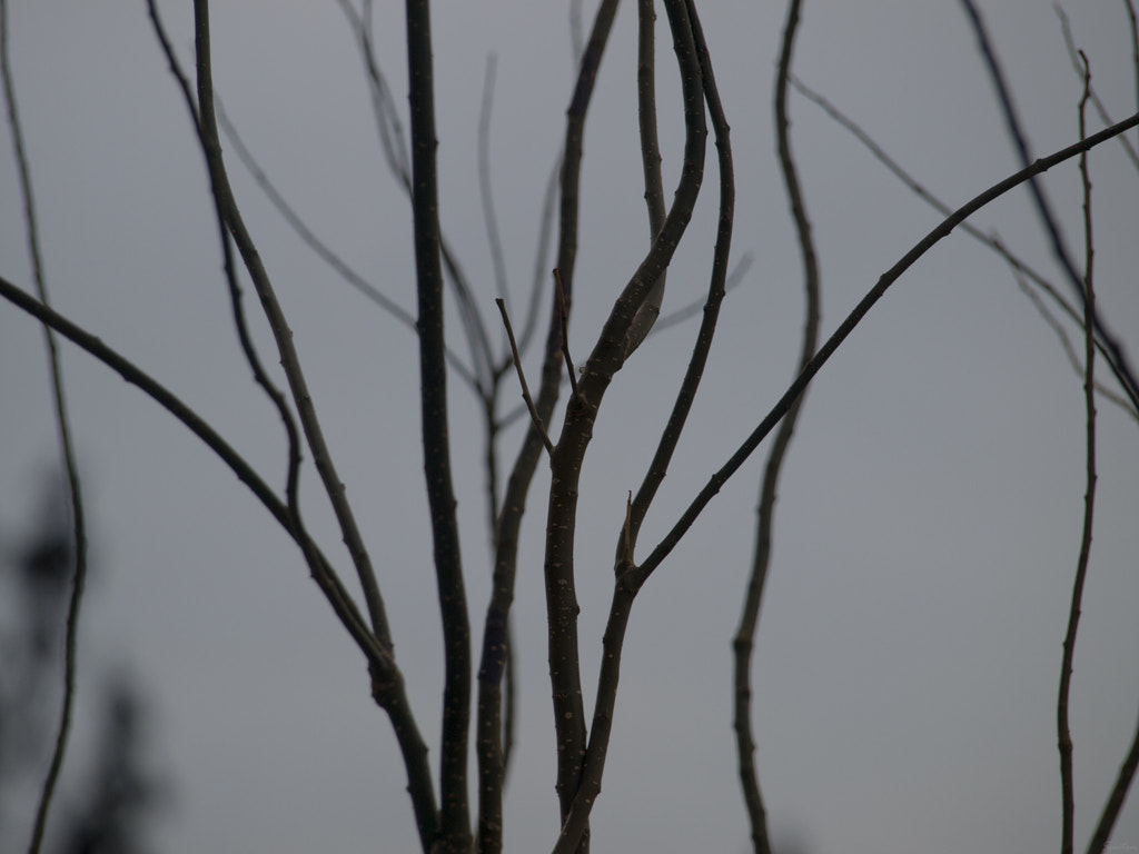 Olympus Zuiko Digital ED 40-150mm F4.0-5.6 sample photo. Branches photography