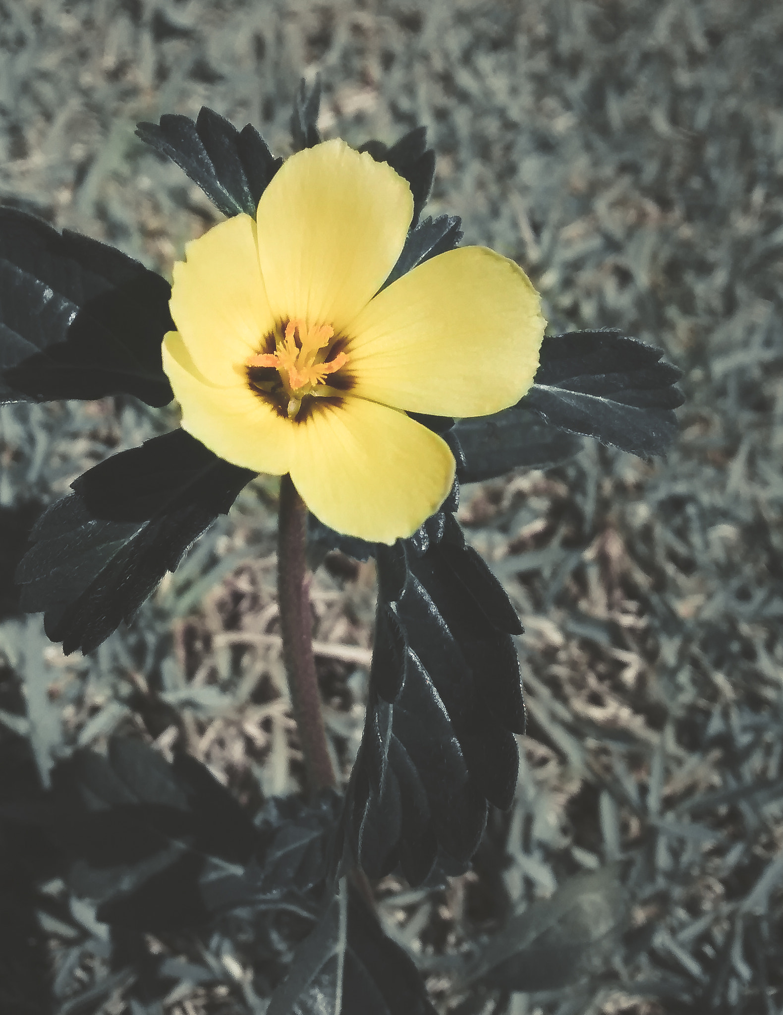Motorola Moto G (1st Gen) sample photo. Sun and yelow photography