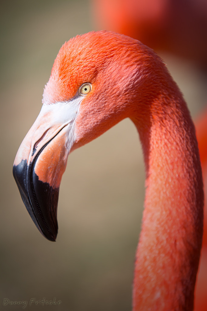 Canon EF 70-200mm F2.8L IS USM sample photo