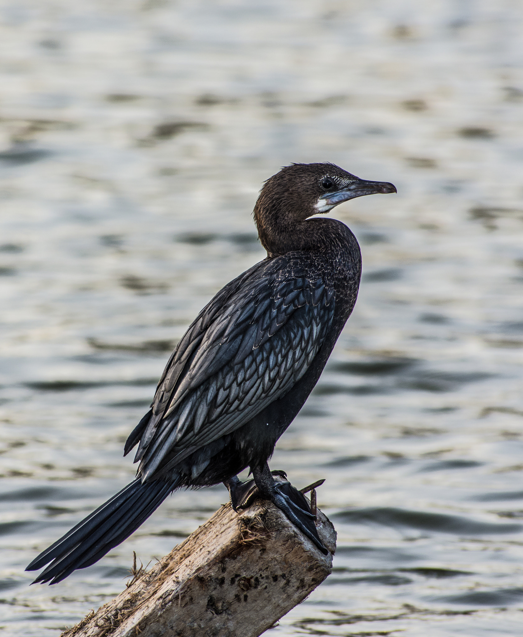 Sigma 70-300mm F4-5.6 DG OS sample photo. Black beauty! photography