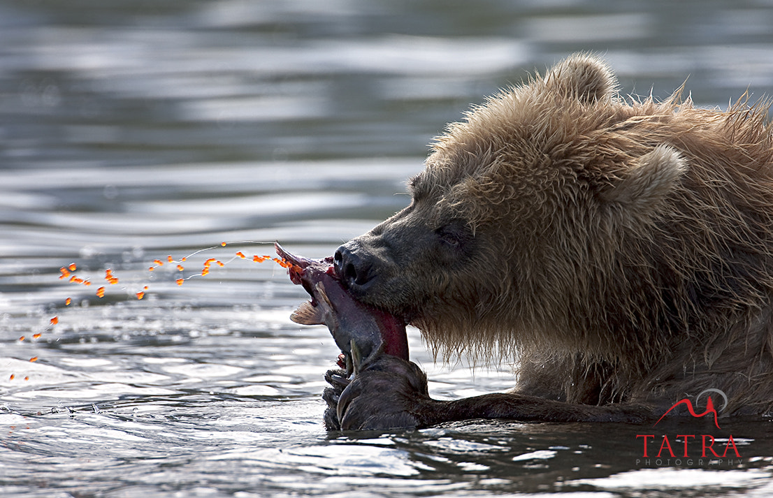 Canon EOS-1Ds Mark III + Canon EF 500mm F4L IS USM sample photo. Kamchatka bears photography