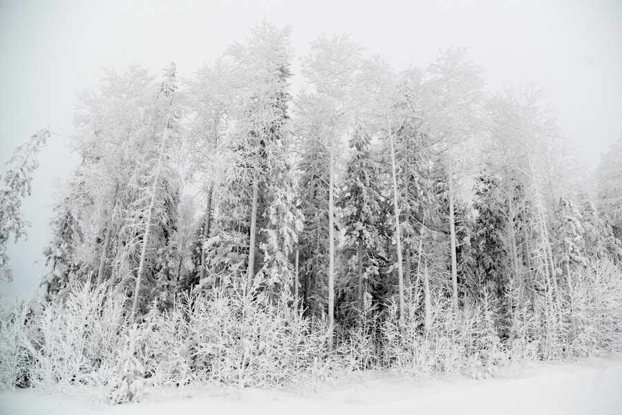 Nikon AF-S Nikkor 24-120mm F4G ED VR sample photo. Good bay, winter! photography