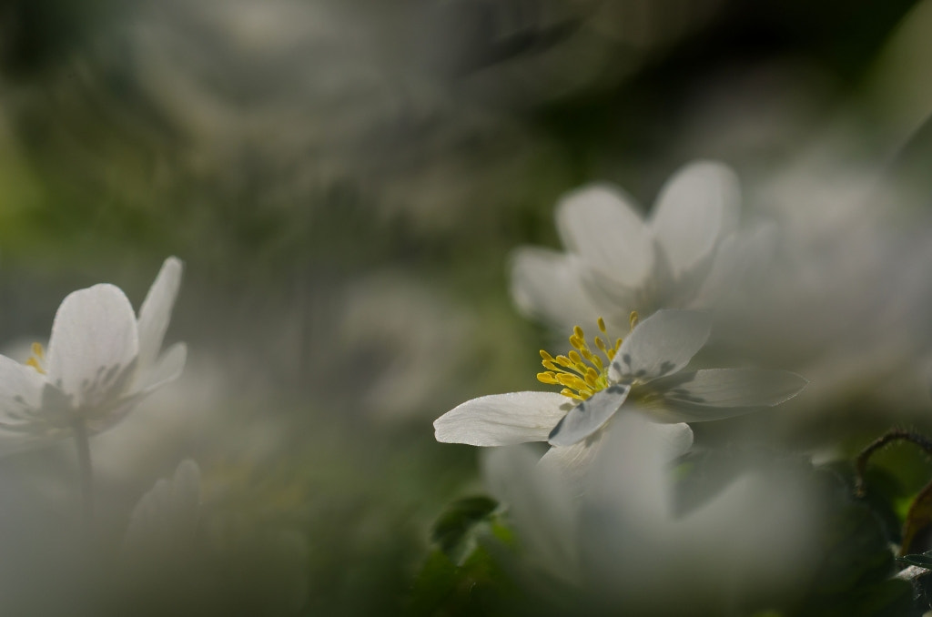 Sigma 150mm F2.8 EX DG OS Macro HSM sample photo. Spring anemone photography
