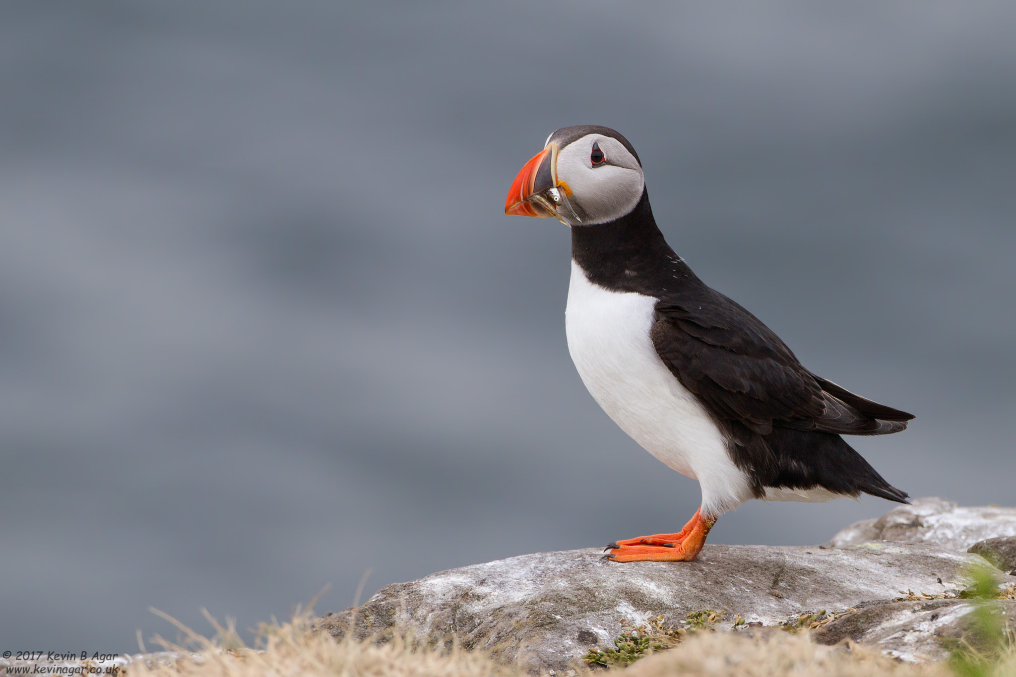 Canon EF 500mm F4L IS USM sample photo. Puffin, fratercula arctica photography