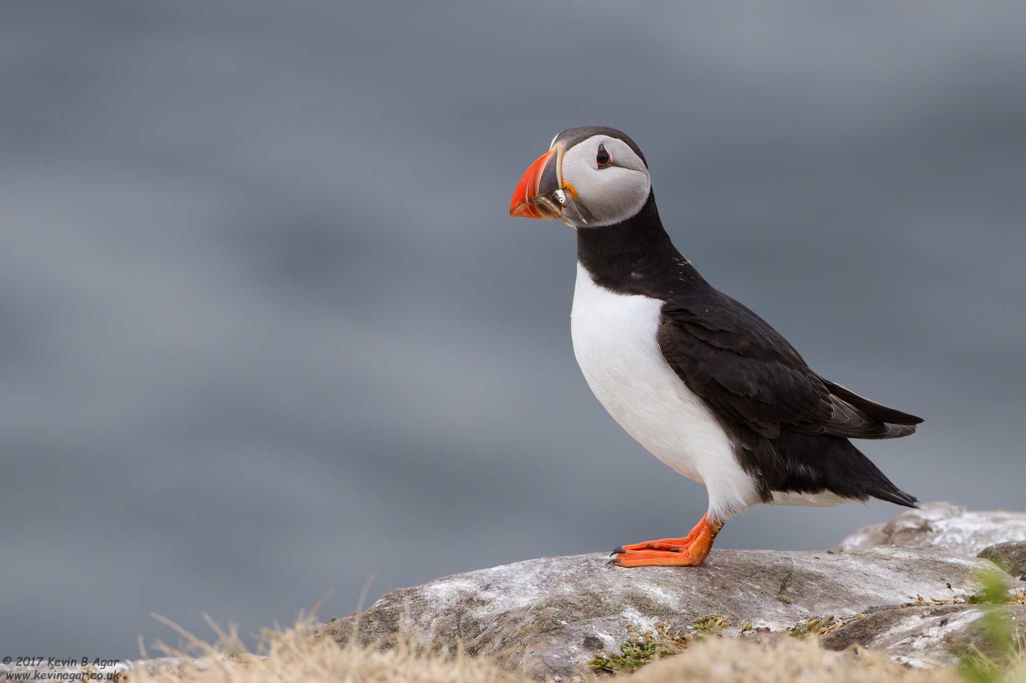 Canon EOS 7D sample photo. Puffin, fratercula arctica photography