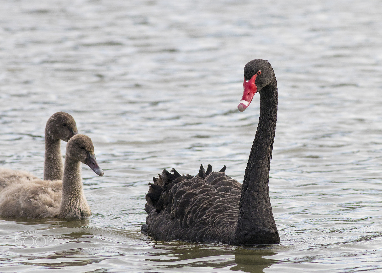 Canon EOS 80D + Canon EF 400mm F5.6L USM sample photo. Black swan_keeping an eye photography