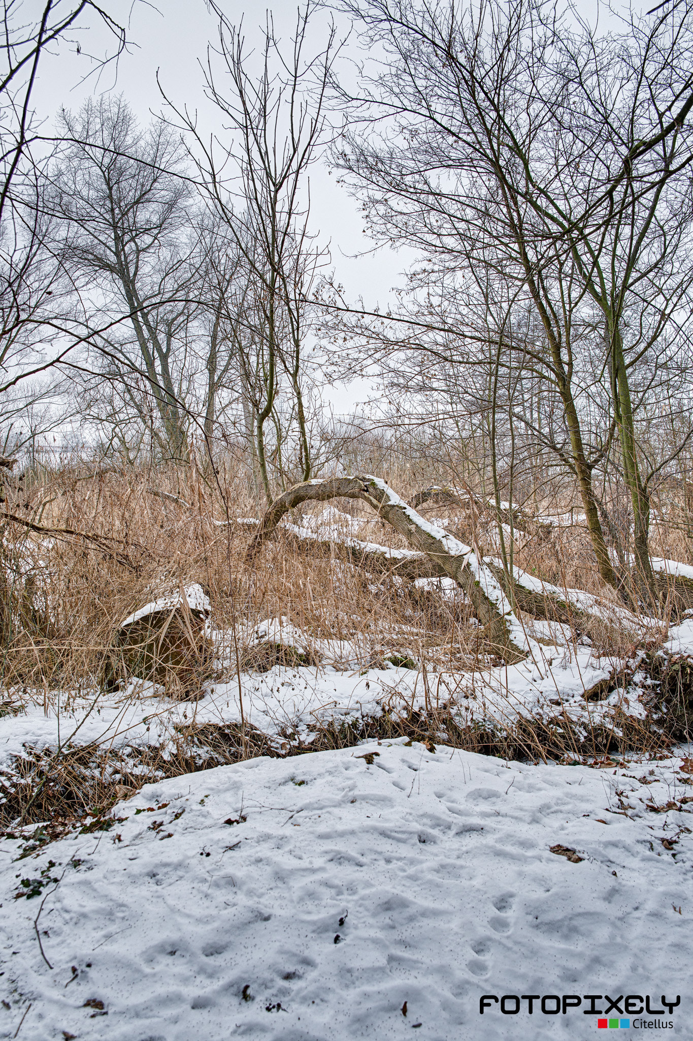 Sigma 24-70mm F2.8 EX DG HSM sample photo. Zima / winter photography