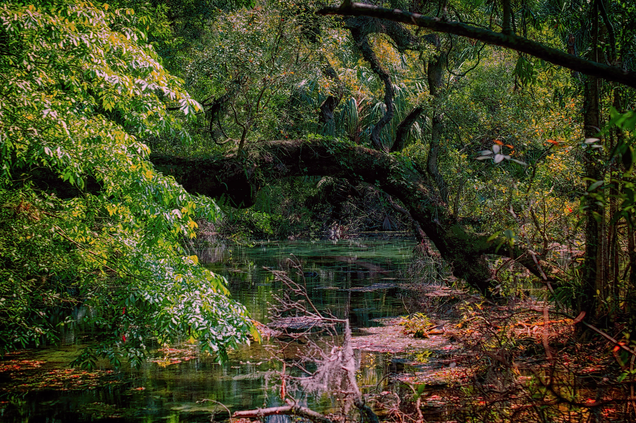 Fujifilm X-E1 + Fujifilm XF 55-200mm F3.5-4.8 R LM OIS sample photo. Rainbow springs photography