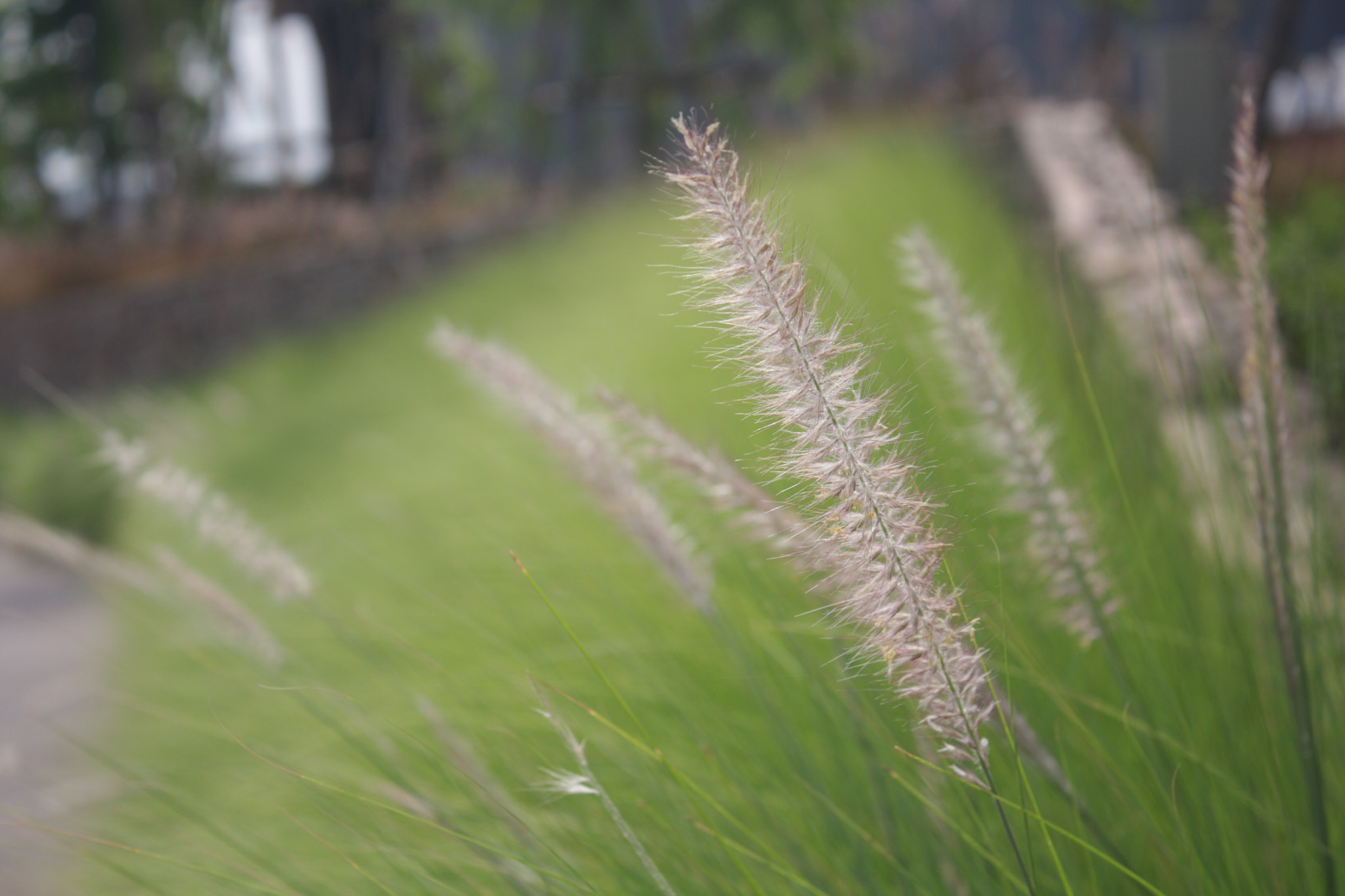 Canon EOS 40D sample photo. Img photography