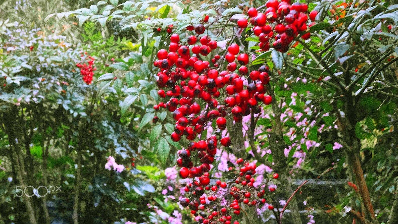 Sony Cyber-shot DSC-WX50 sample photo. Nandina domestica photography