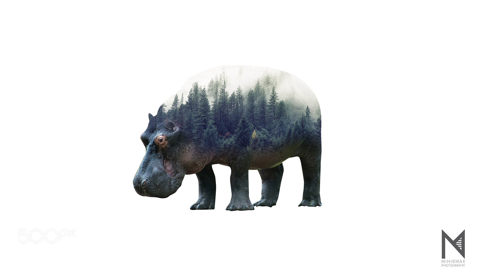 Nikon D800E sample photo. Hippo double  exposure photography