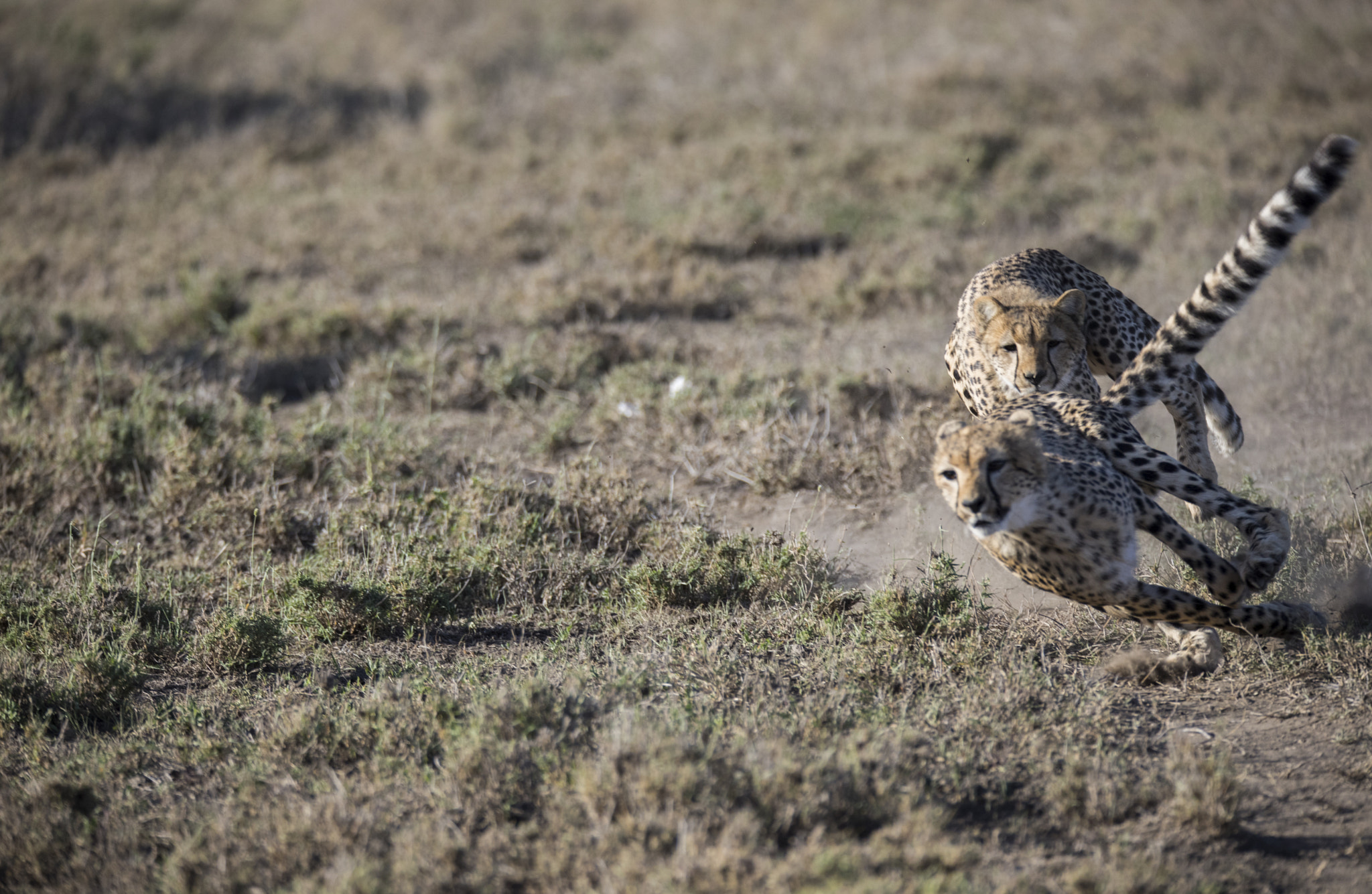 150-600mm F5-6.3 DG OS HSM | Sports 014 sample photo. Ta photography