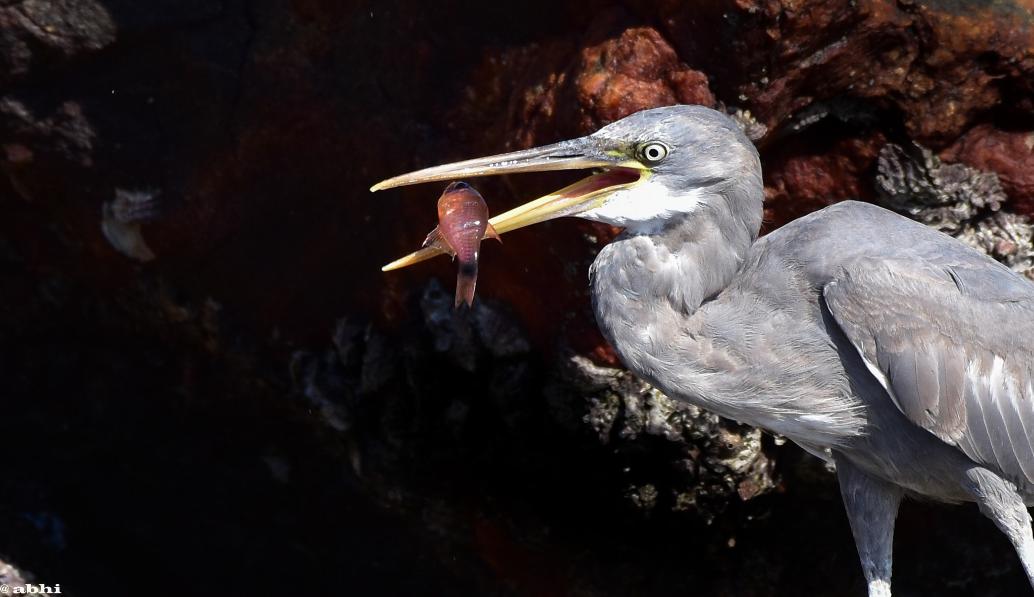 Nikon AF-S Nikkor 200-500mm F5.6E ED VR sample photo. Grey heron with fish. photography