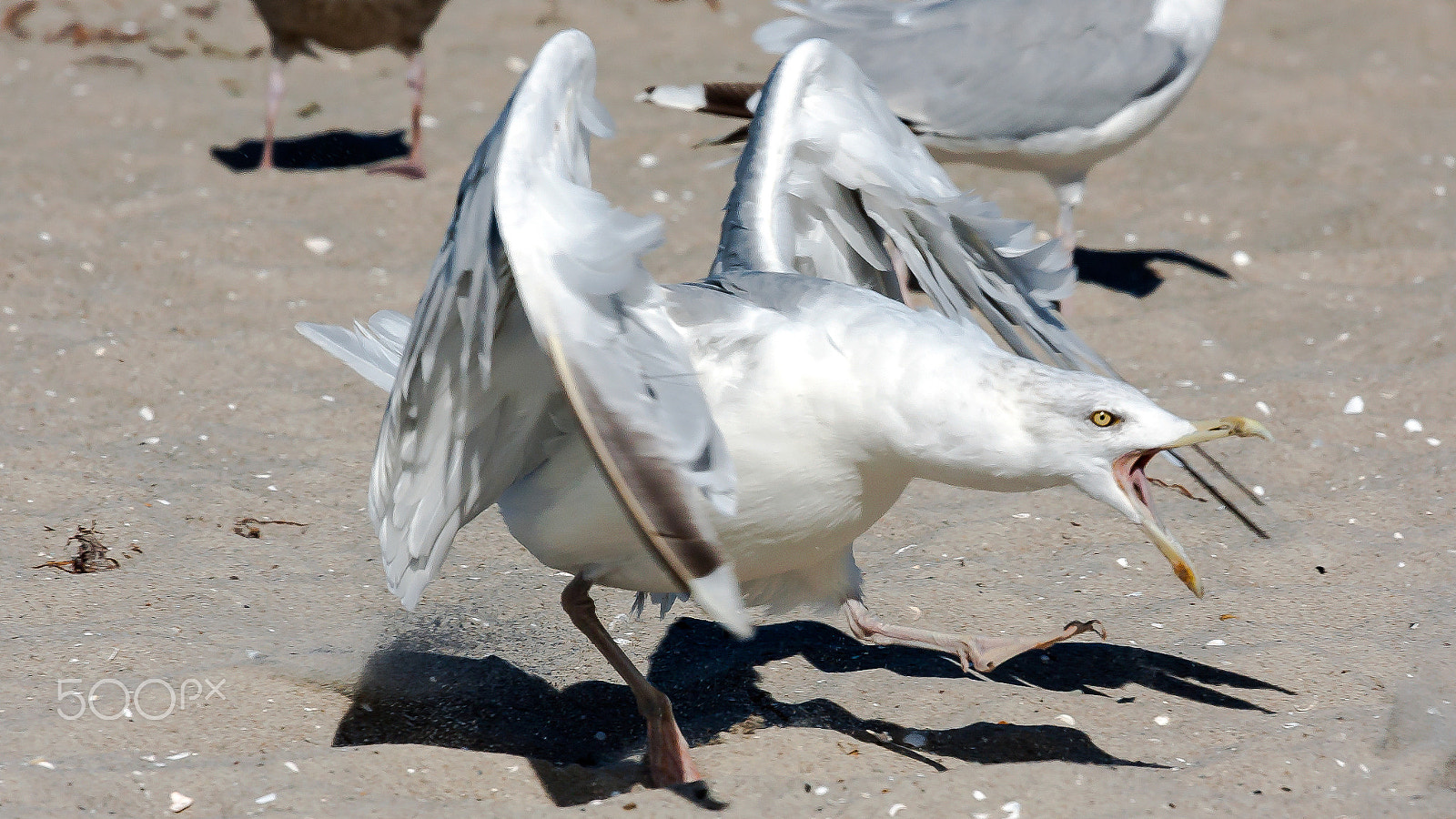 Canon EOS 40D sample photo. Seagull in attack mode photography