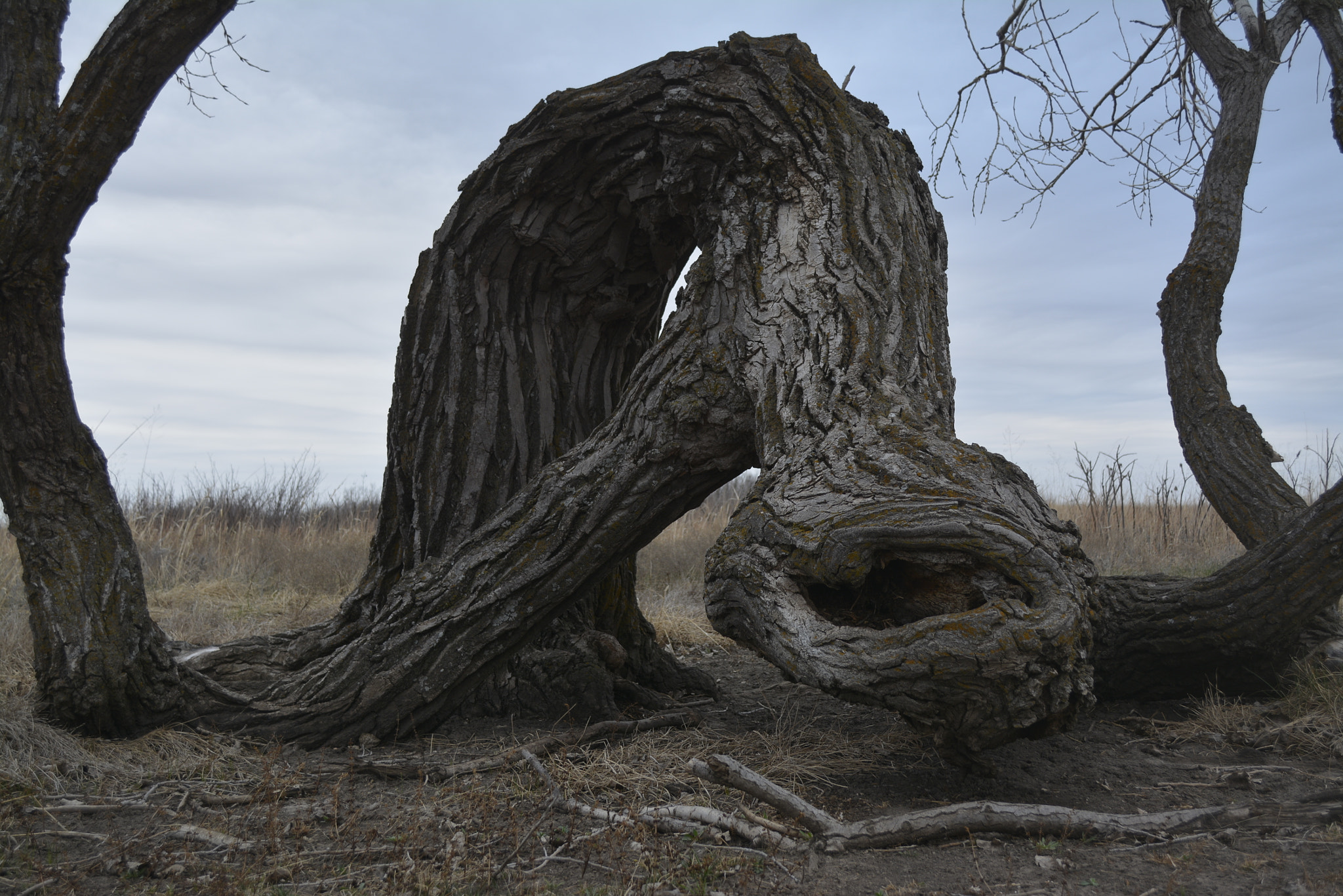 Nikon D7100 sample photo. The tree creature photography