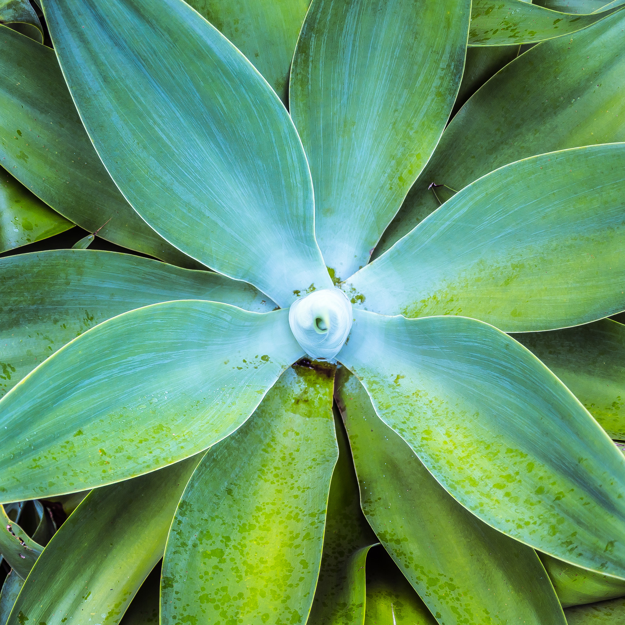 Sony SLT-A68 sample photo. Cactus photography