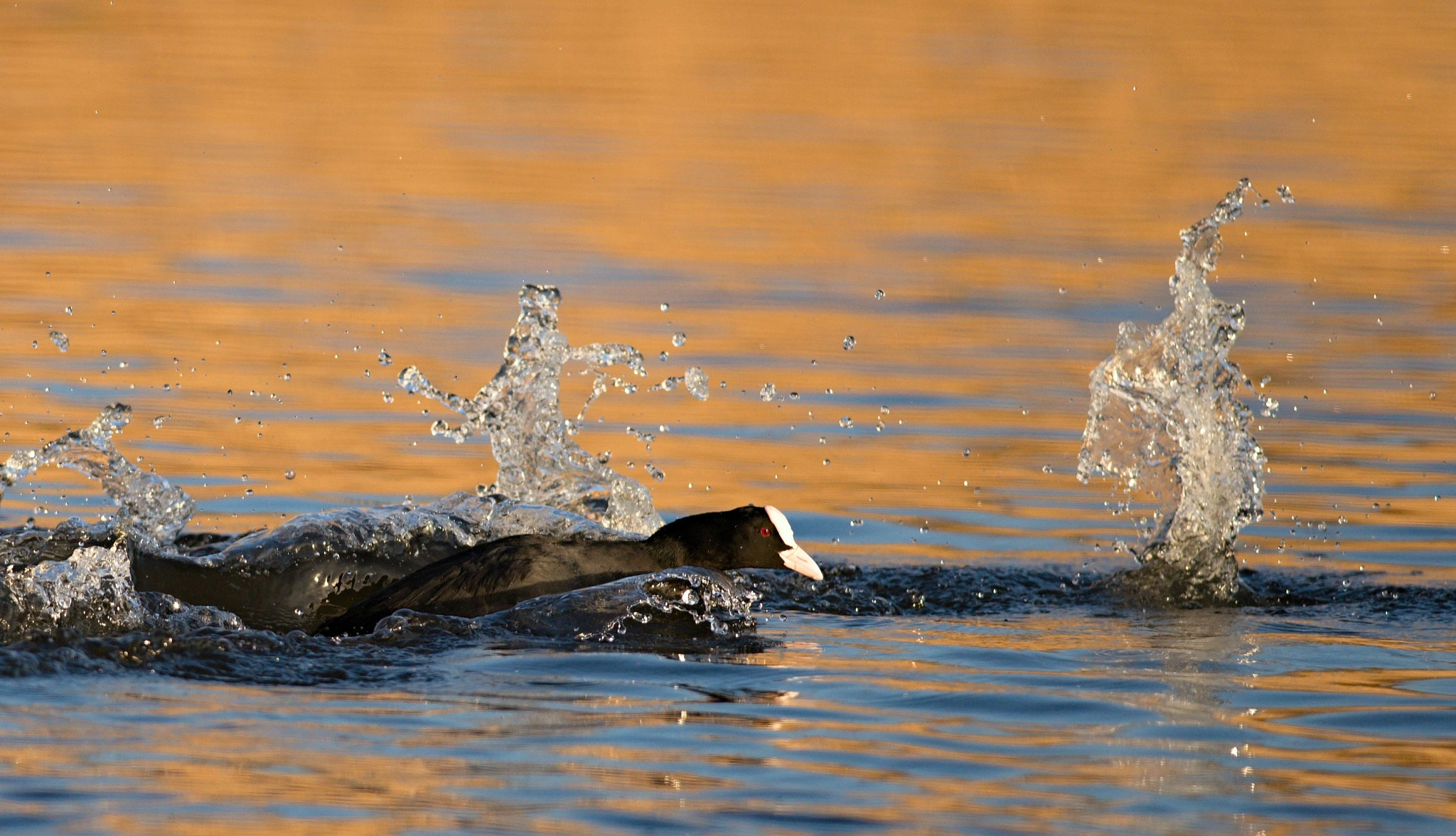 Nikon D610 + Nikon AF-S Nikkor 300mm F4D ED-IF sample photo. Eurasian coot photography