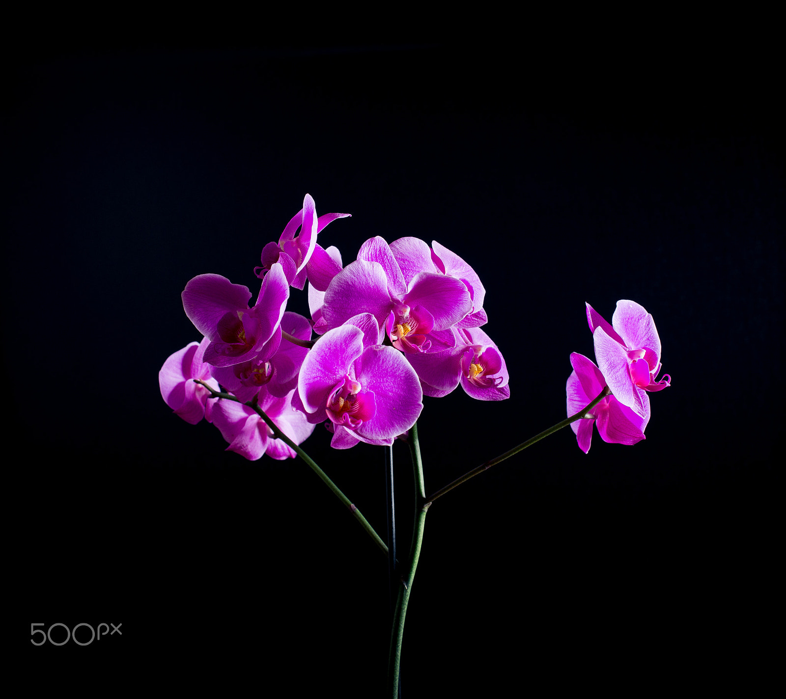 Nikon D600 + Nikon AF-S Nikkor 50mm F1.4G sample photo. Orchid photography