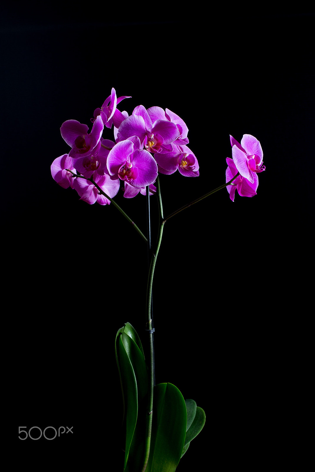 Nikon D600 sample photo. Orchid photography