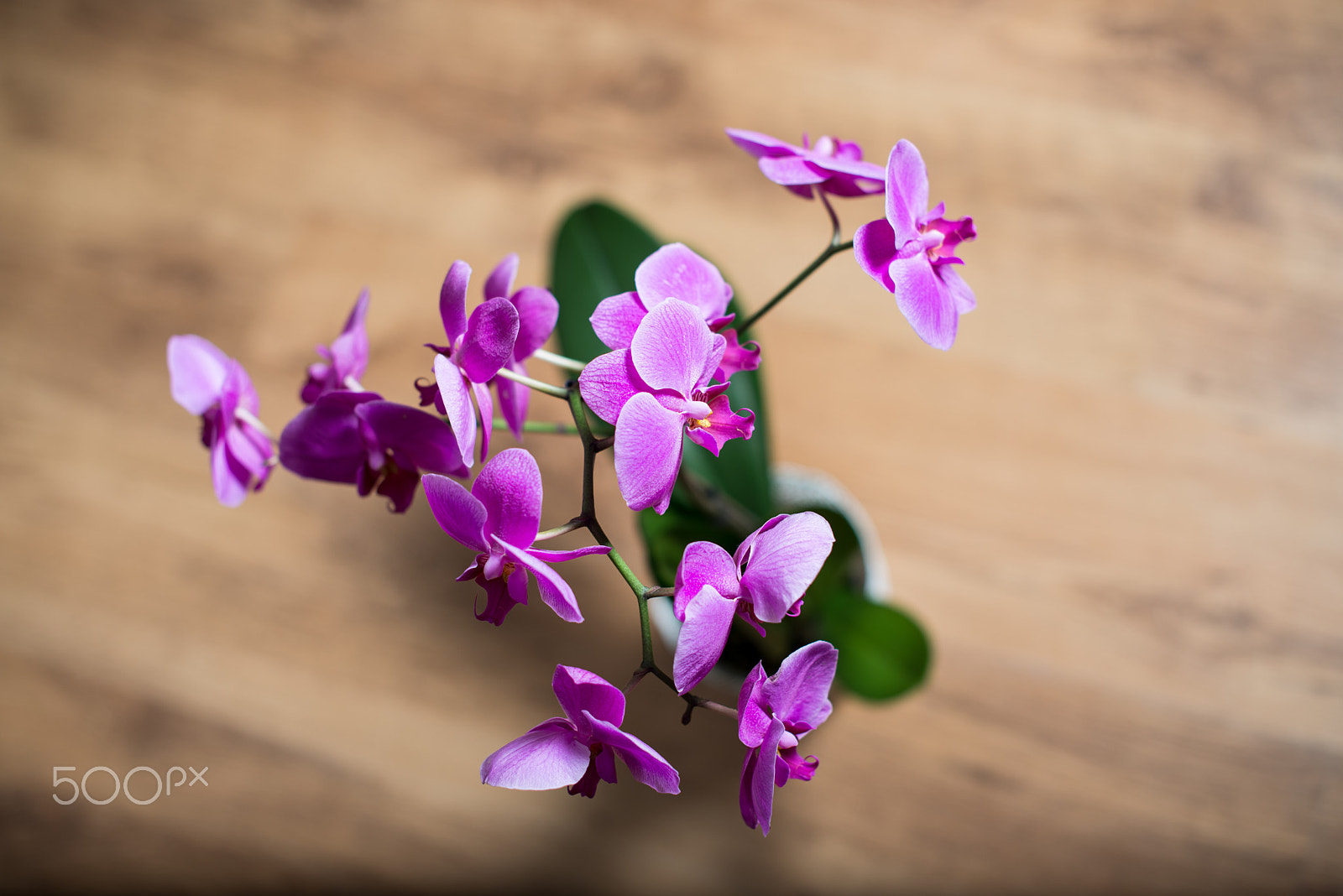 Nikon D600 sample photo. Orchid photography