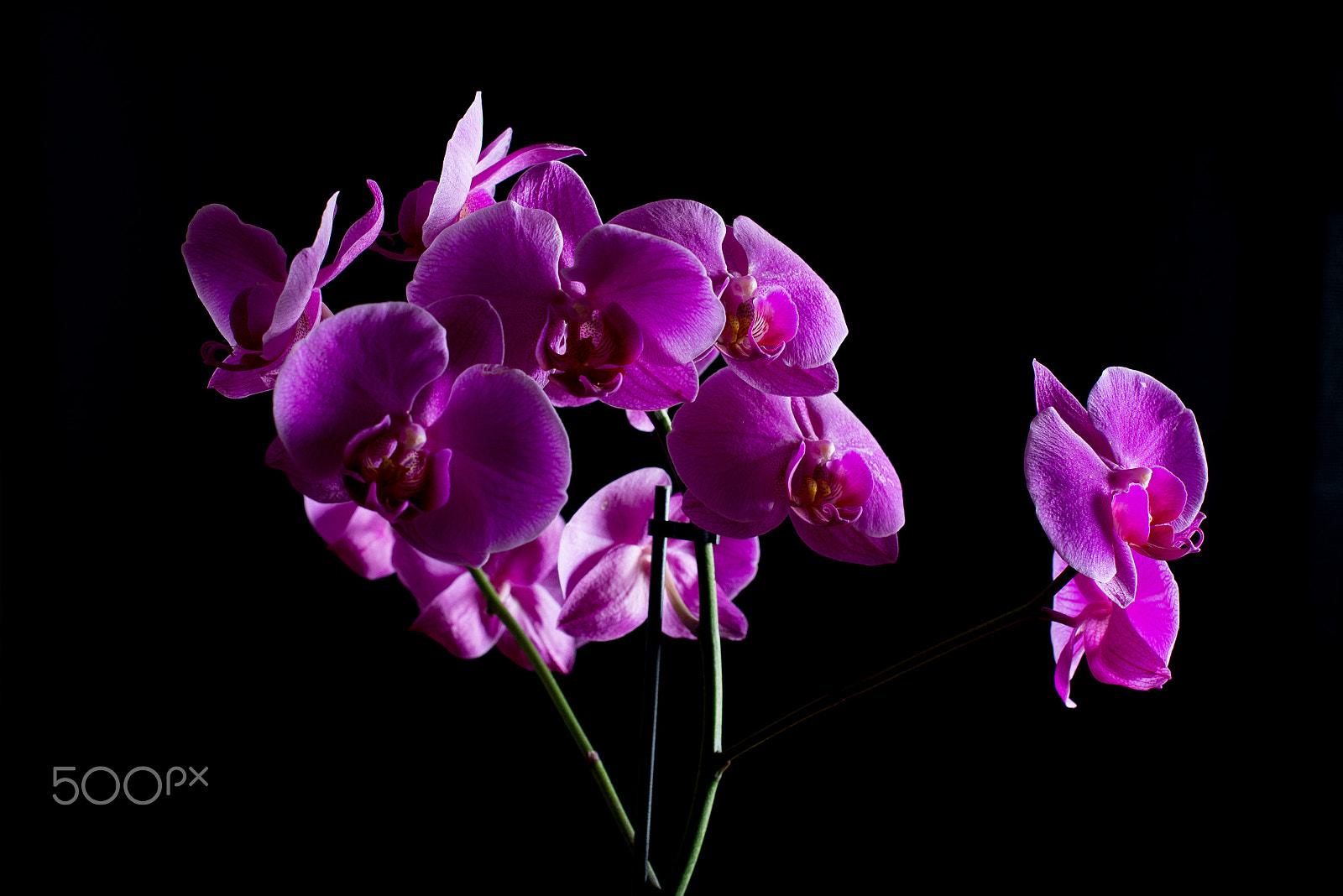 Nikon D600 + Nikon AF-S Nikkor 50mm F1.4G sample photo. Orchid photography