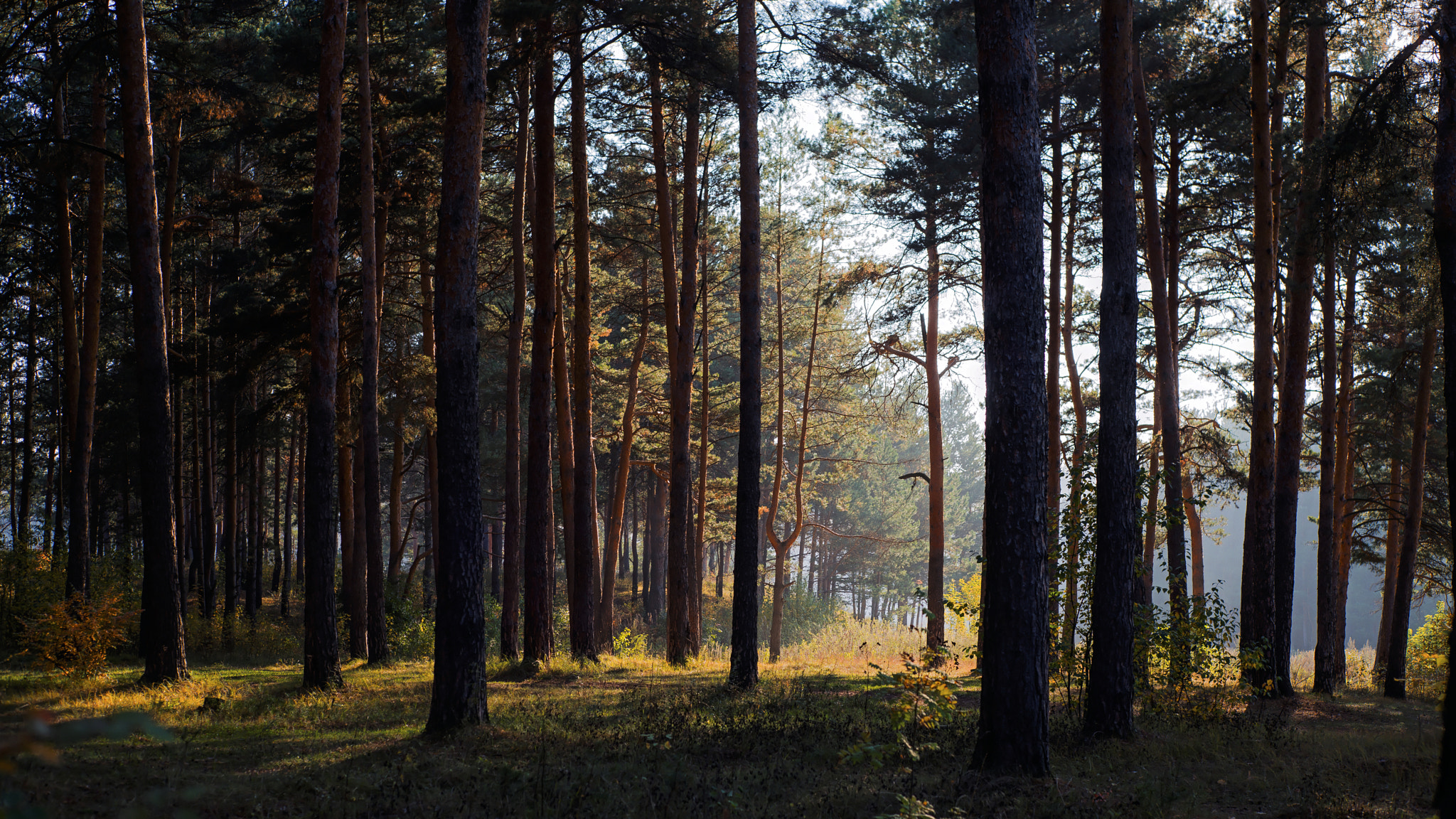 Sony a7R + Sony DT 50mm F1.8 SAM sample photo. September forest photography
