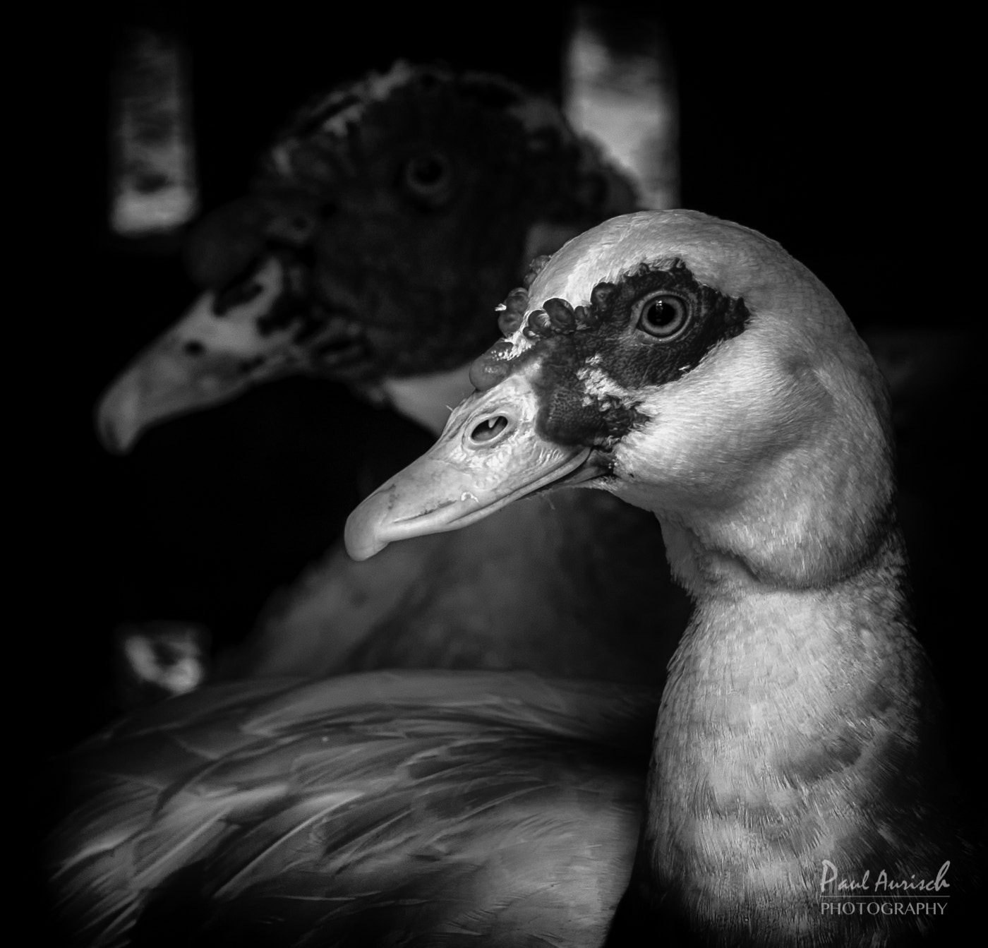 Nikon AF-S Nikkor 70-200mm F4G ED VR sample photo. Duck with attitude photography