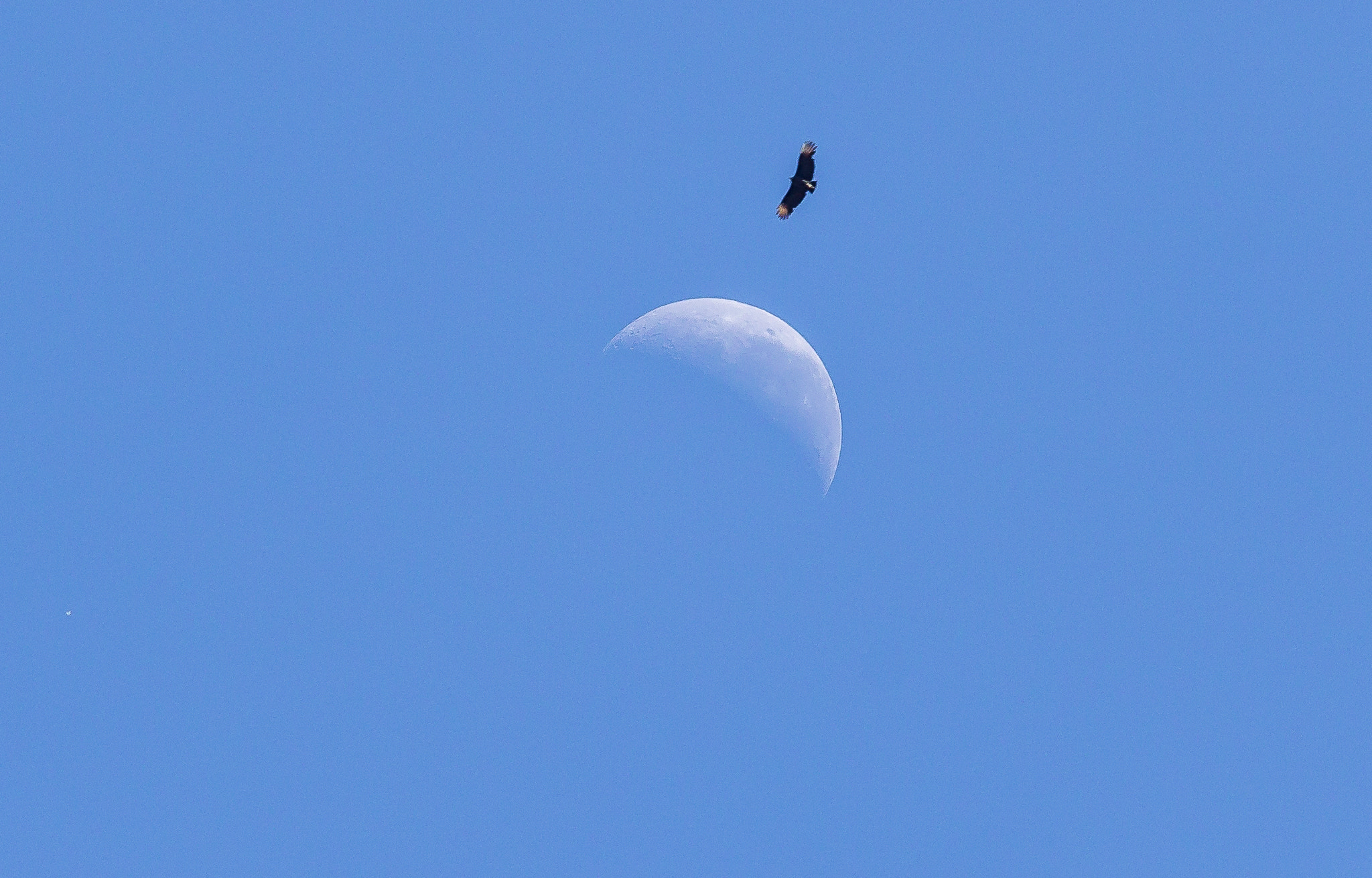 Canon EOS 1200D (EOS Rebel T5 / EOS Kiss X70 / EOS Hi) sample photo. Moon and vulture! photography