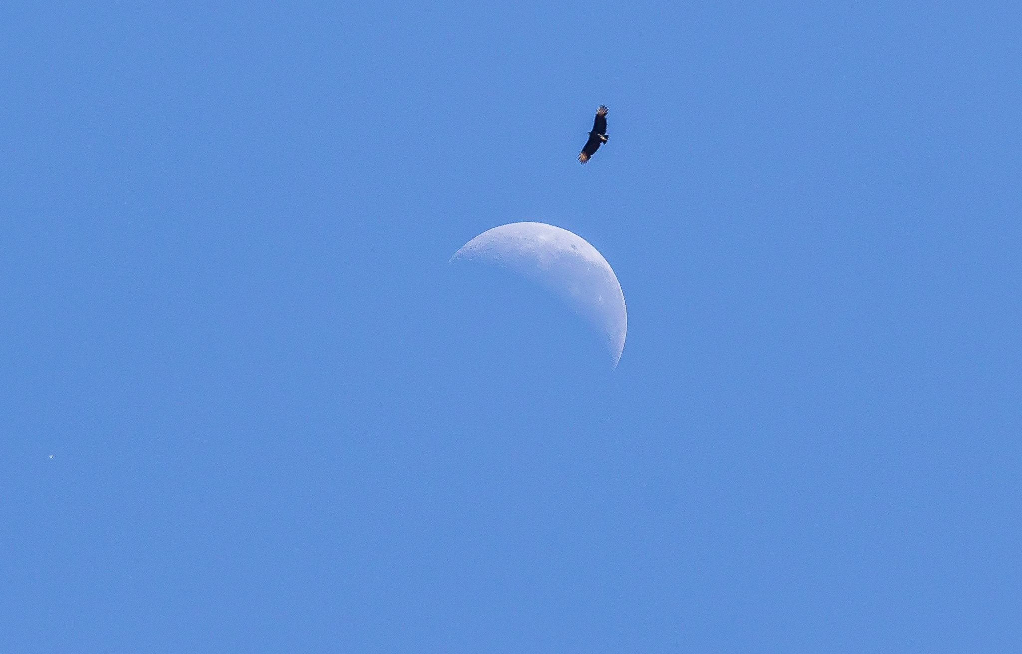 Canon EF-S 55-250mm F4-5.6 IS II sample photo. Moon and vulture! photography