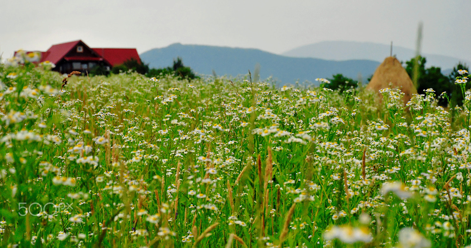 Nikon D3000 sample photo. Chamomile field photography