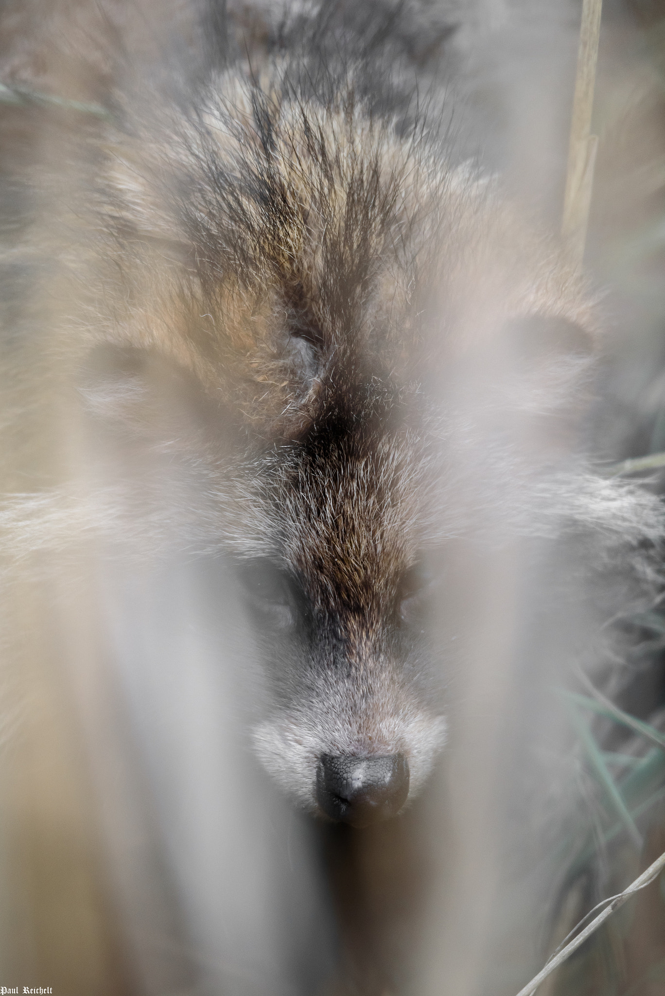 Sigma 150-600mm F5-6.3 DG OS HSM | S sample photo. Marderhund im schilf photography