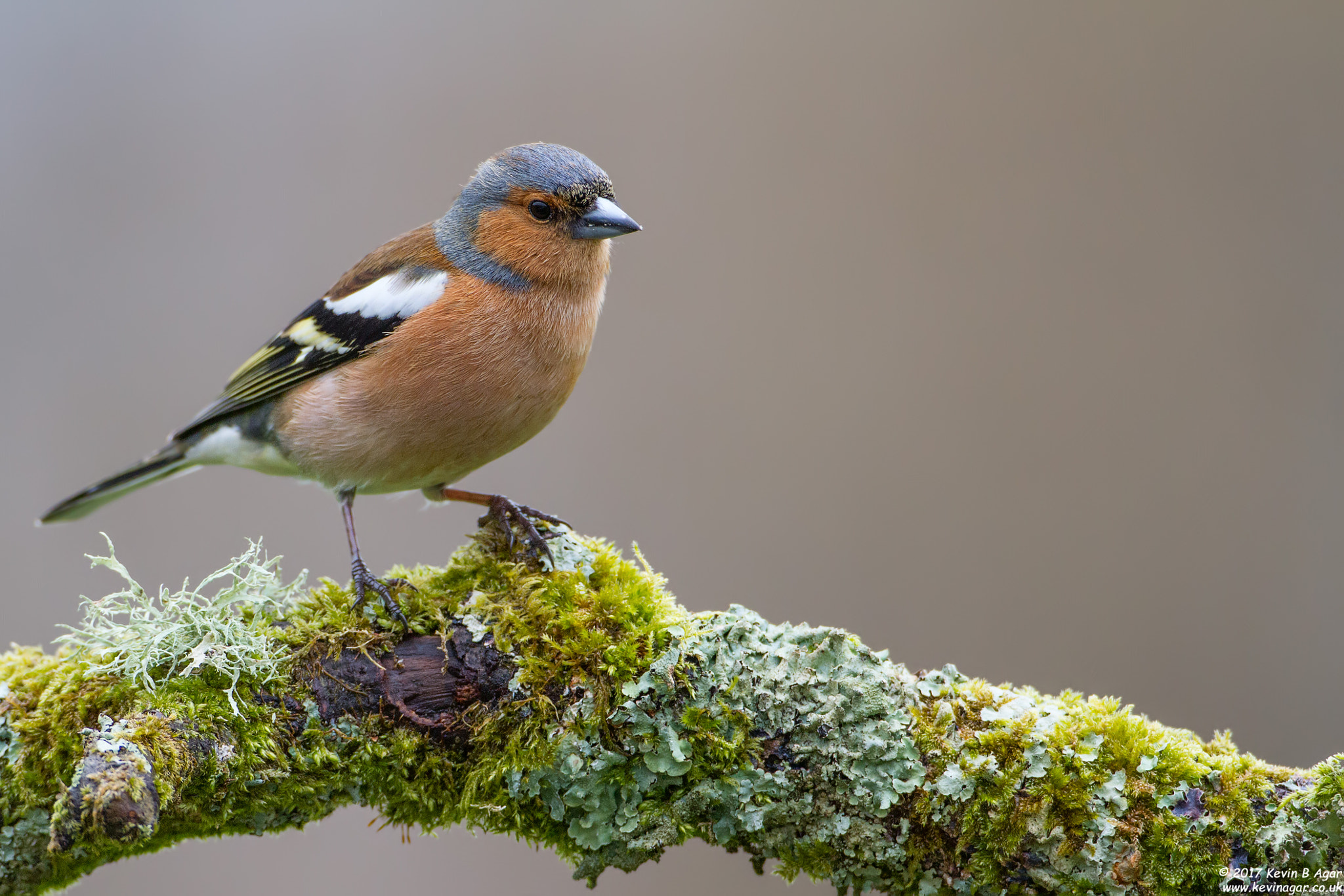 Canon EOS 7D + Canon EF 500mm F4L IS USM sample photo. Chaffinch, fringilla coelebs photography