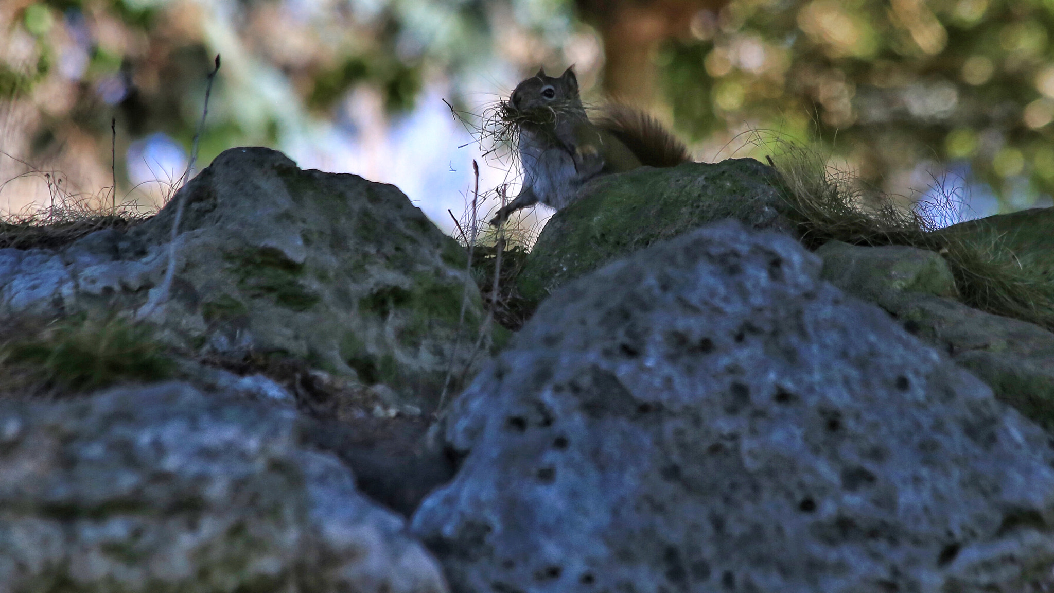 Canon EF 70-300mm F4-5.6 IS USM sample photo