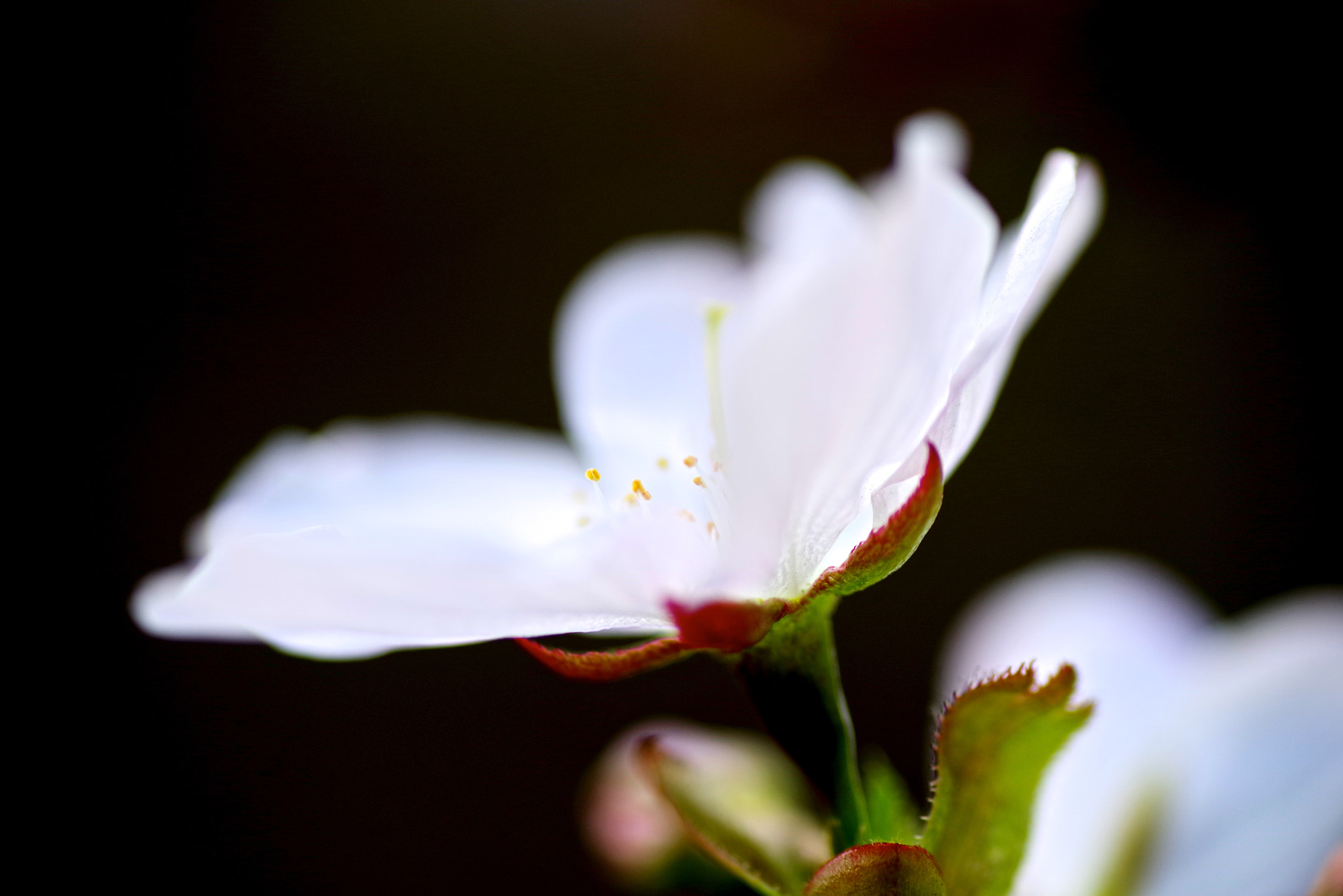 Pentax K-1 sample photo. Cold cherry photography