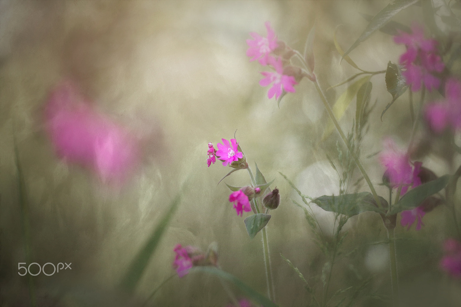 Sigma 150mm F2.8 EX DG OS Macro HSM sample photo. Waiting for the summerlight photography