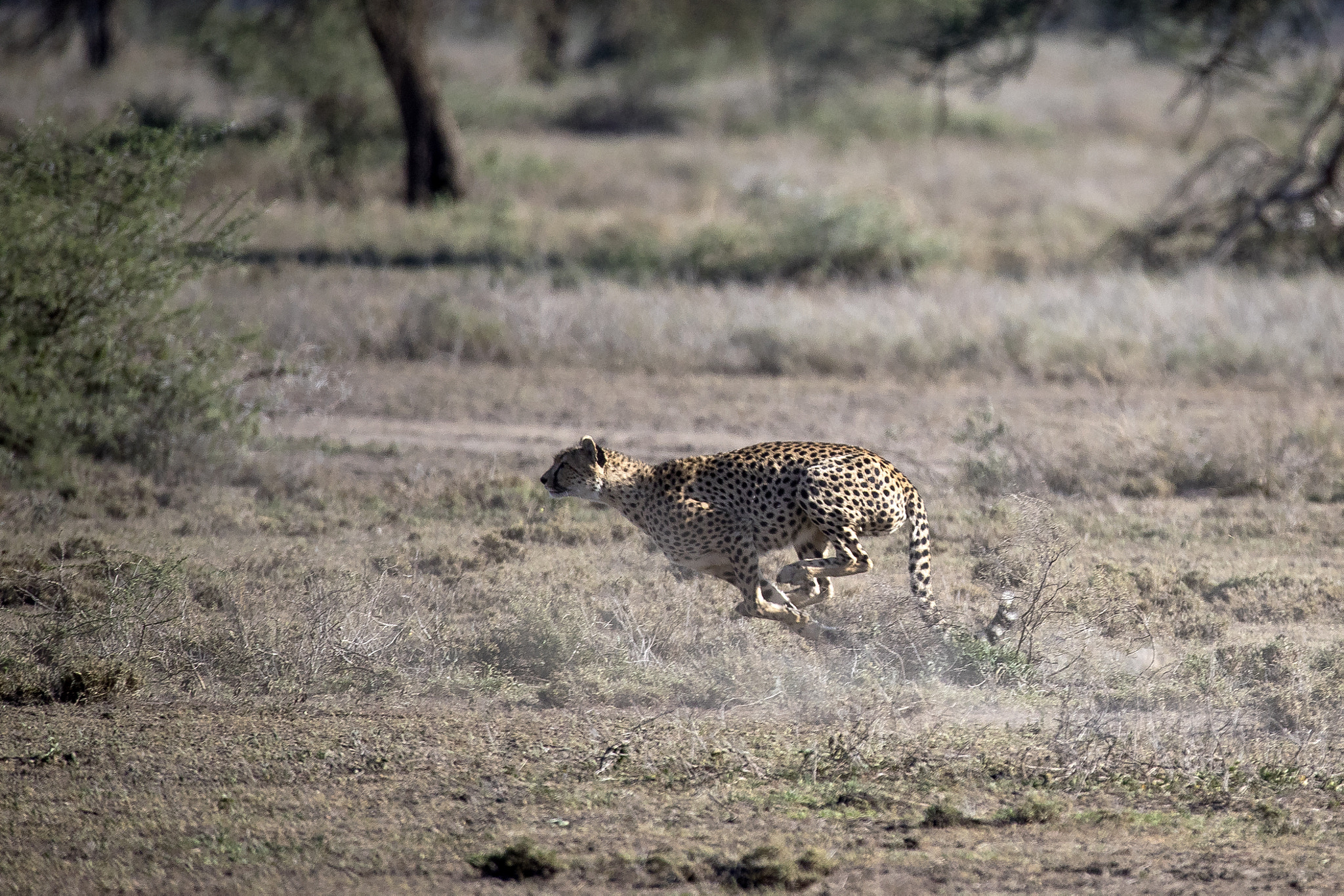150-600mm F5-6.3 DG OS HSM | Sports 014 sample photo. Ta photography
