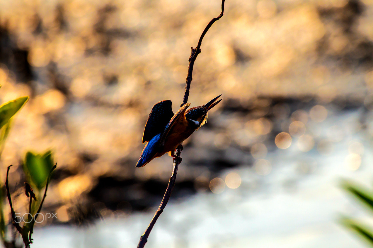 Canon EOS-1D Mark IV + Canon EF 100-400mm F4.5-5.6L IS USM sample photo. Kingfisher-a photography