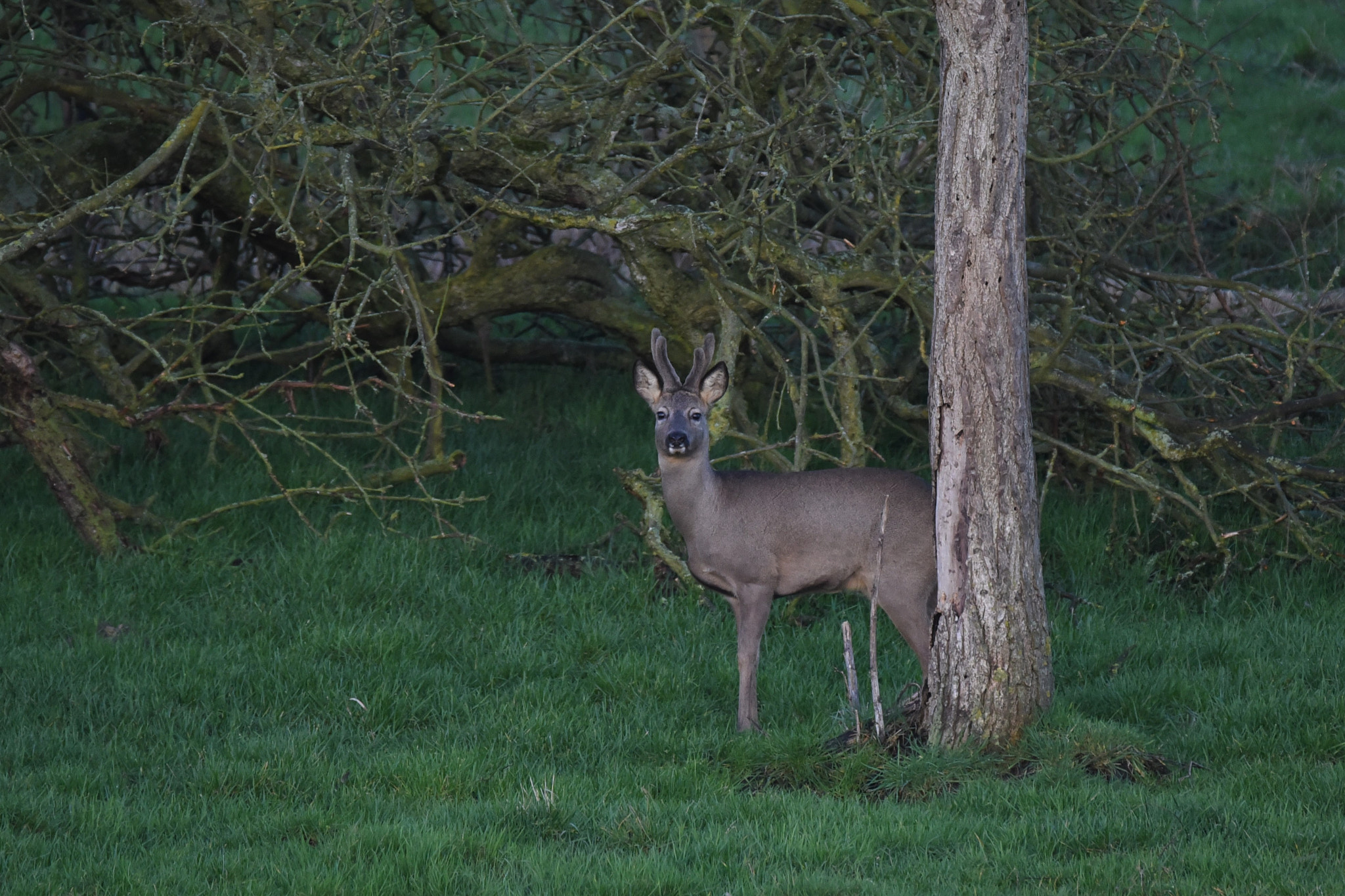 Sigma 150-600mm F5-6.3 DG OS HSM | C sample photo. ()roe photography