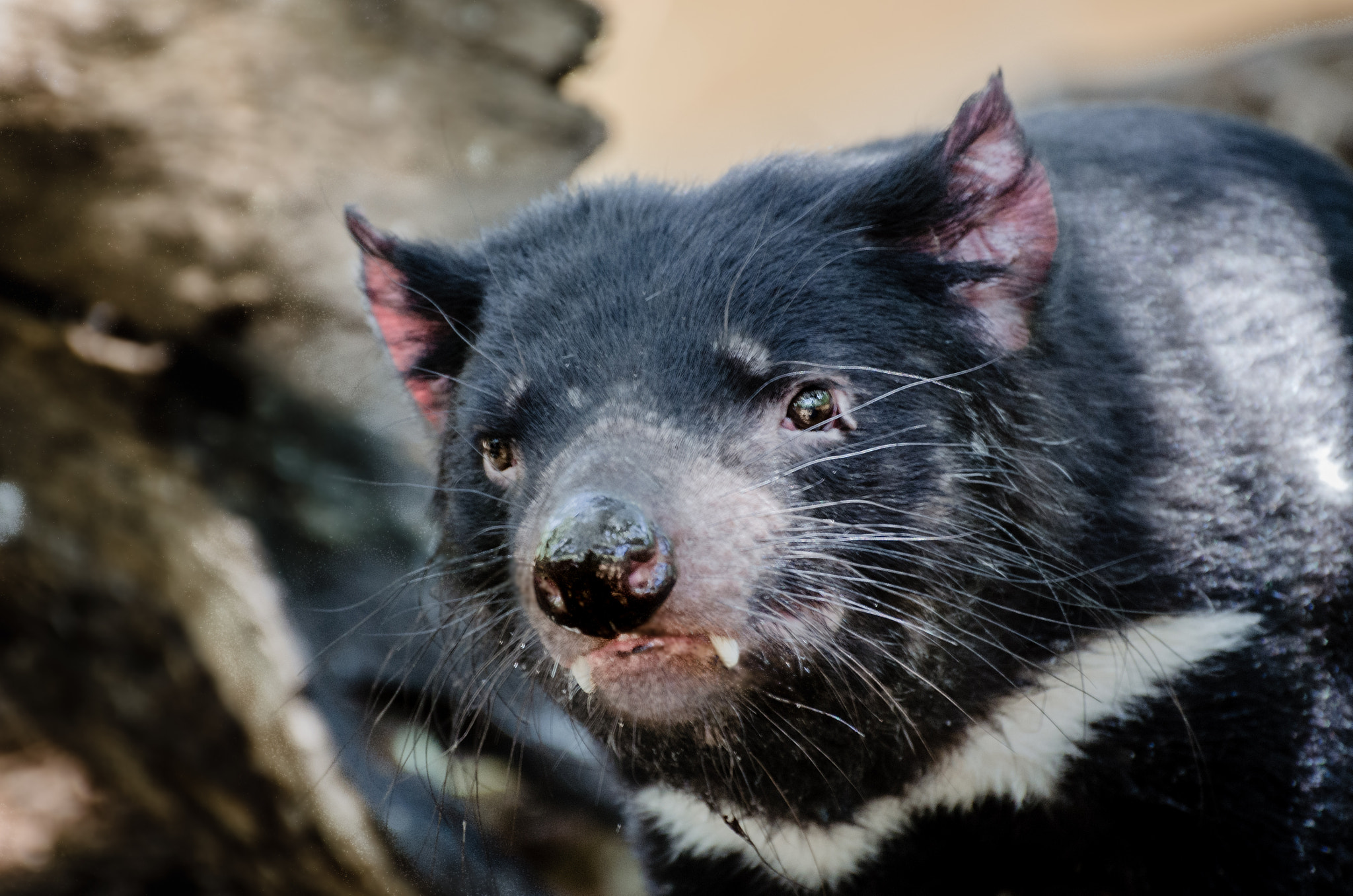 Nikon D5100 sample photo. Tasmanian devil - close up ii photography