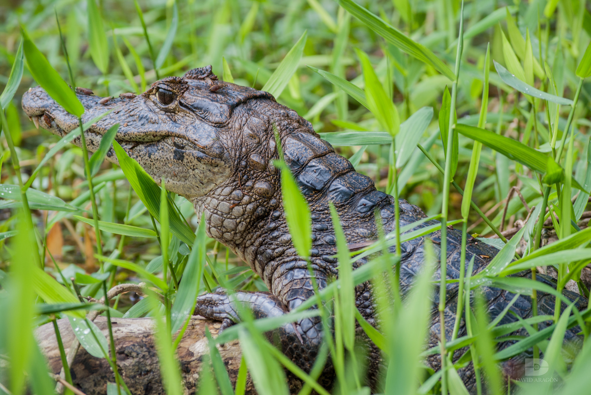 Nikon D3000 sample photo. Coquette alligator photography