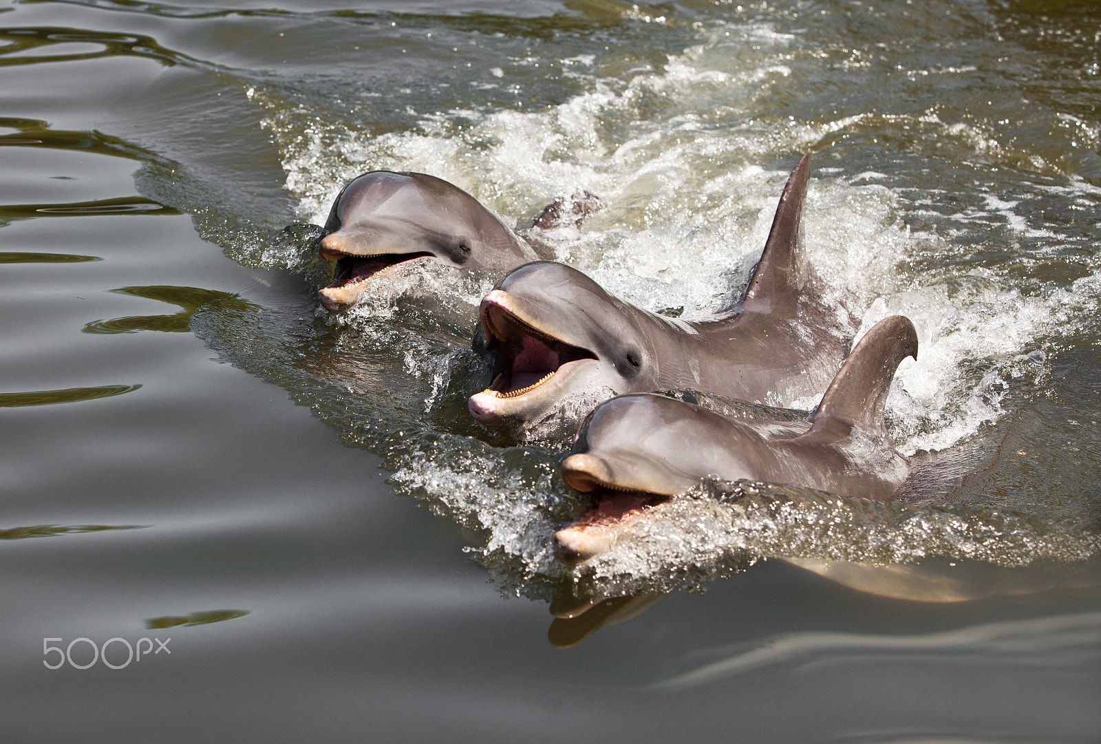 Canon EF 70-200mm F2.8L IS USM sample photo. Dolphins photography