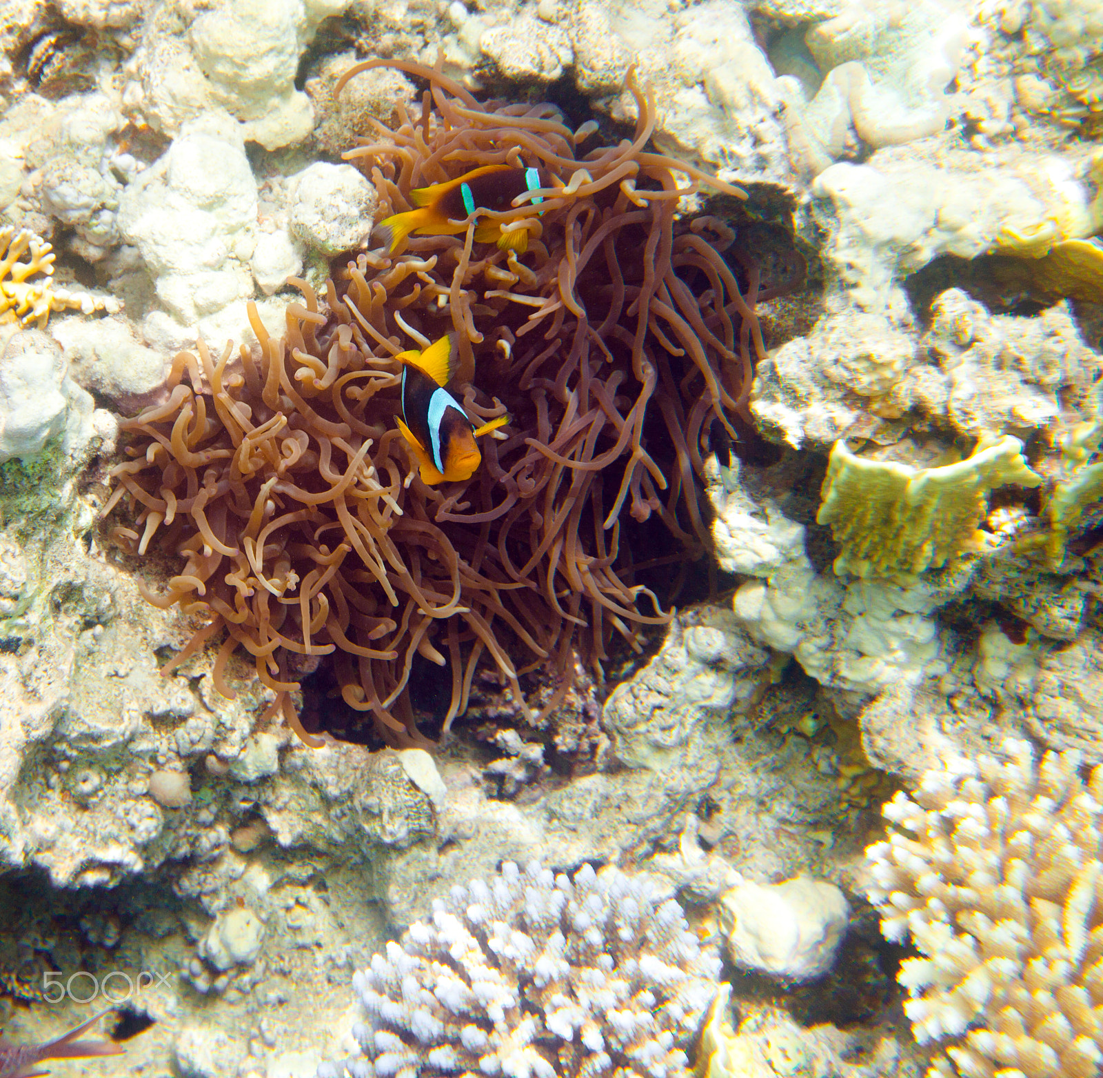 Canon EF 16-35mm F2.8L II USM sample photo. Anemonefish photography